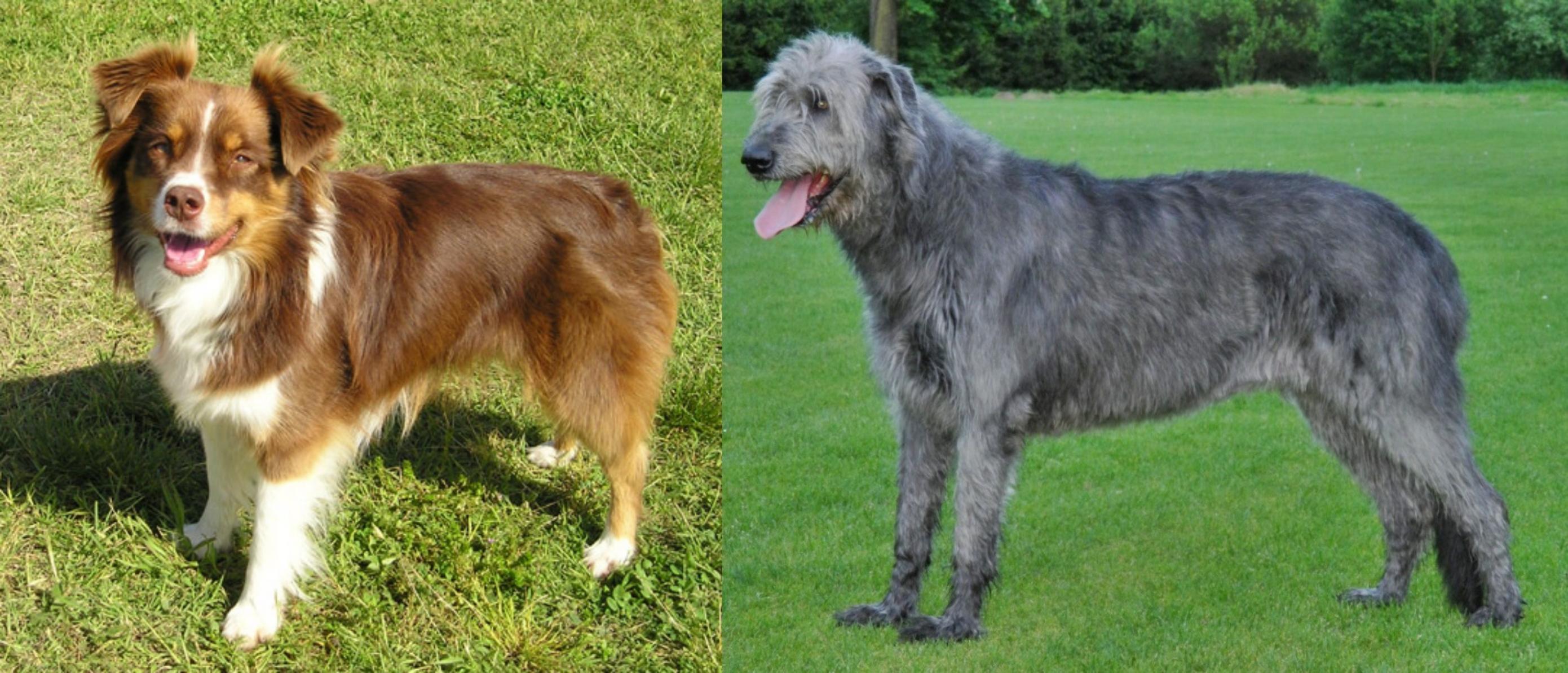 miniature irish wolfhound