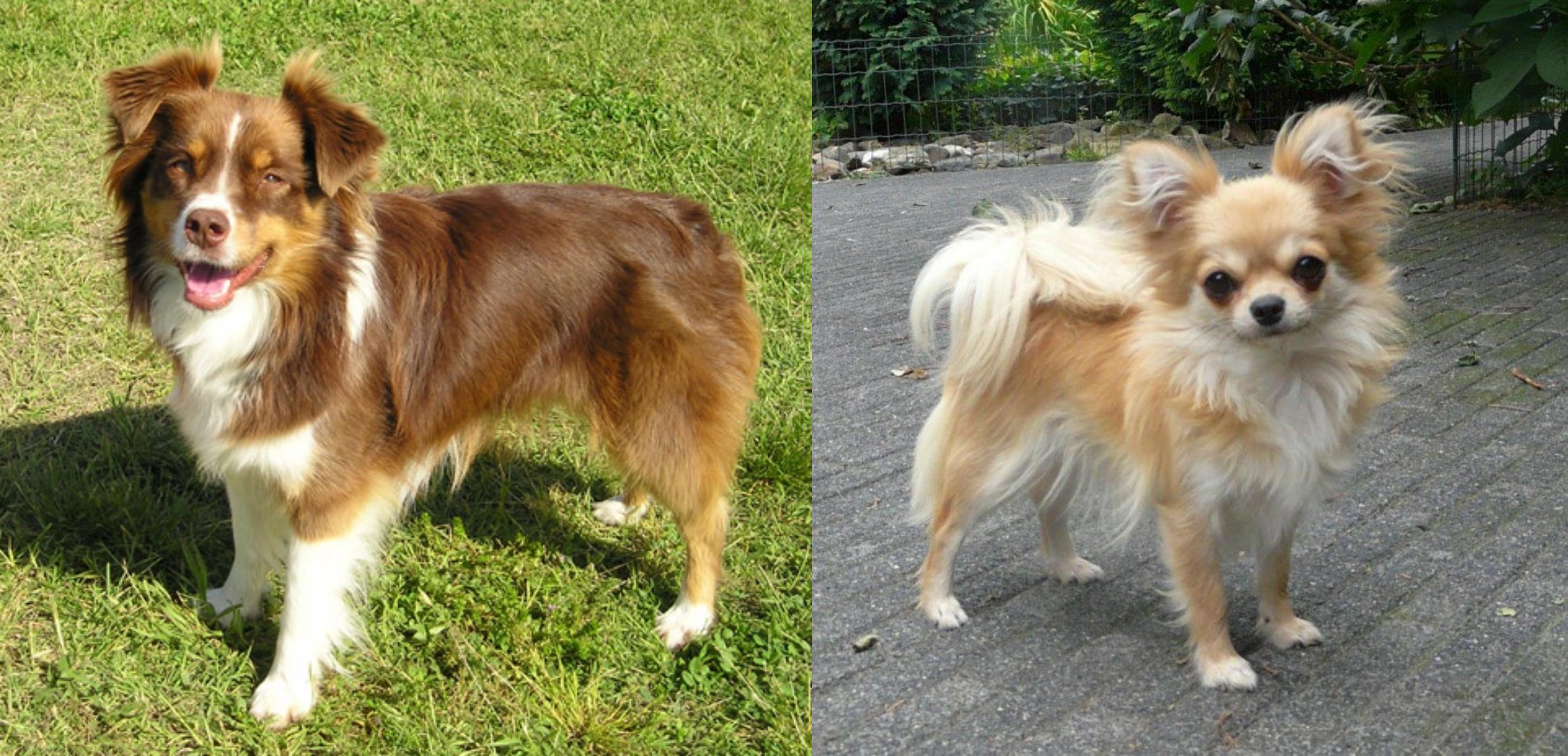 toy australian shepherd chihuahua mix