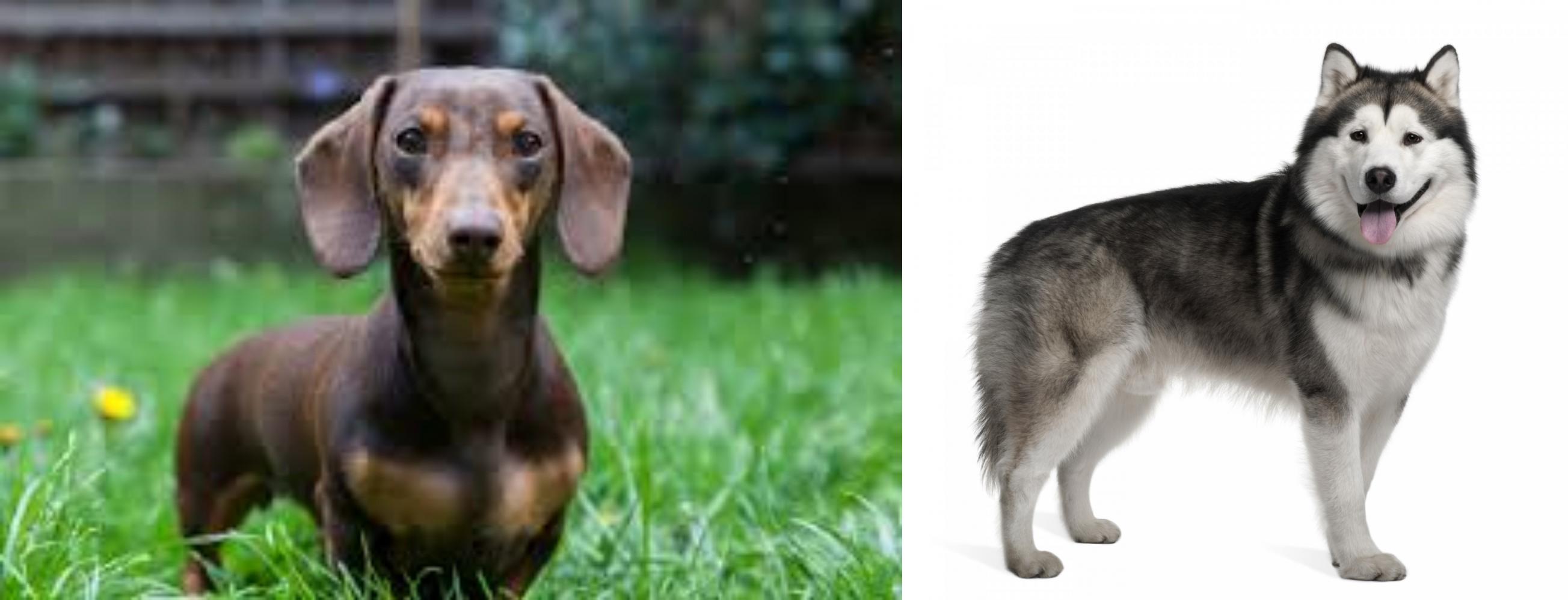 full blooded alaskan malamute