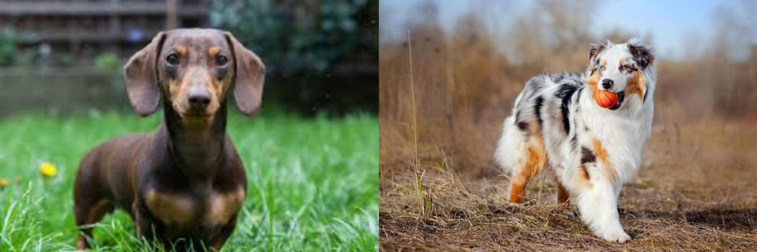 australian shepherd daschund
