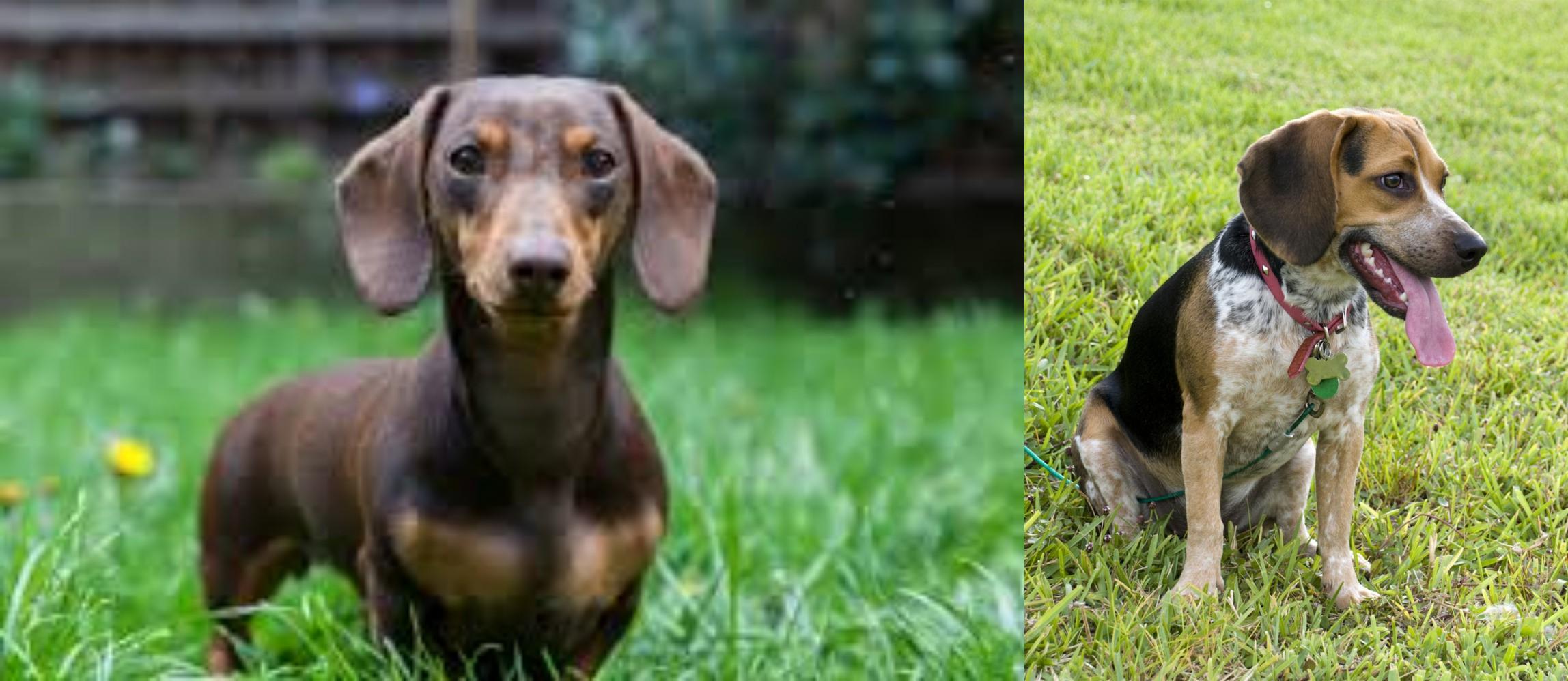 Miniature Dachshund Vs Bluetick Beagle Breed Comparison