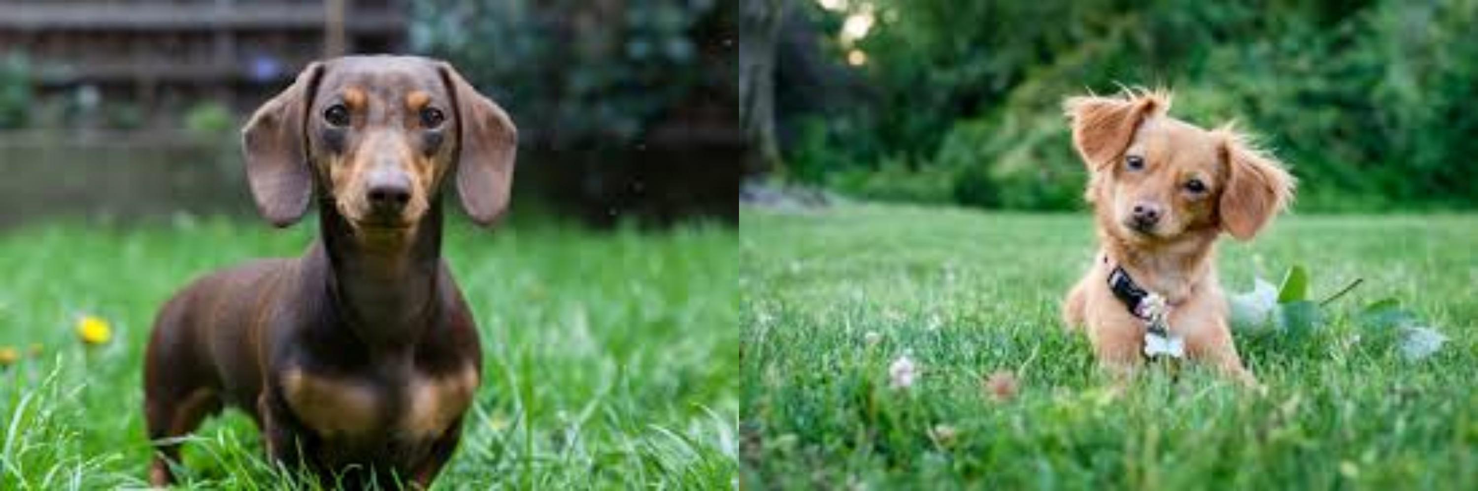 Miniature Dachshund vs Chiweenie Breed Comparison