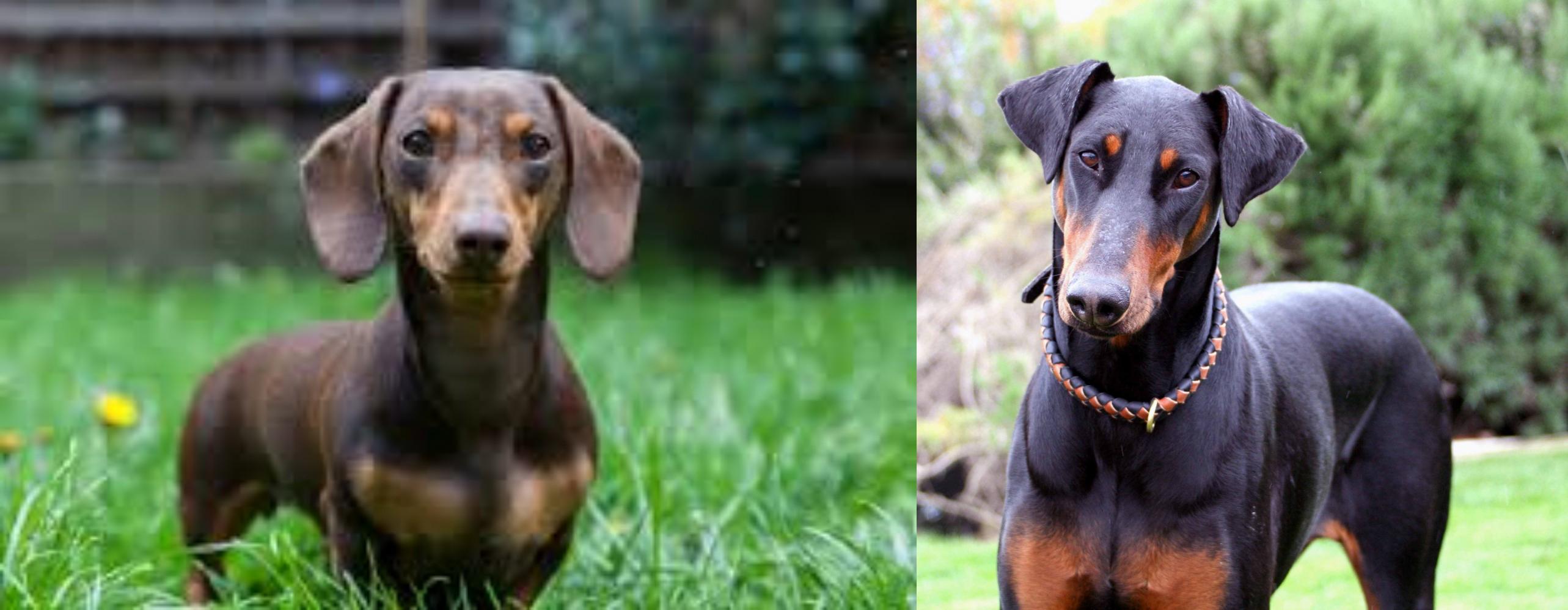 doberman and dachshund mix