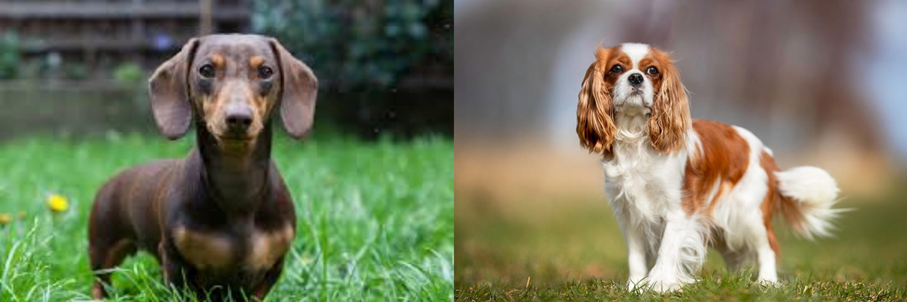 dachshund and cavalier king charles