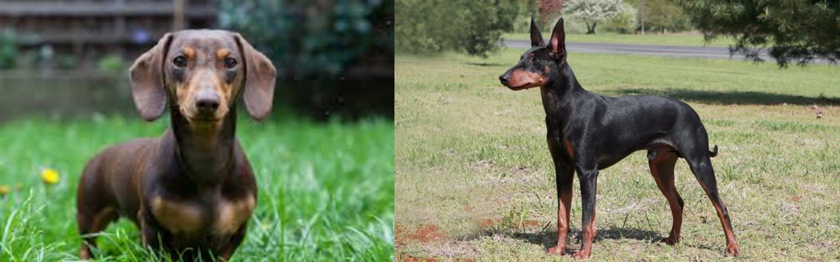 Miniature Dachshund vs Manchester Terrier Breed Comparison
