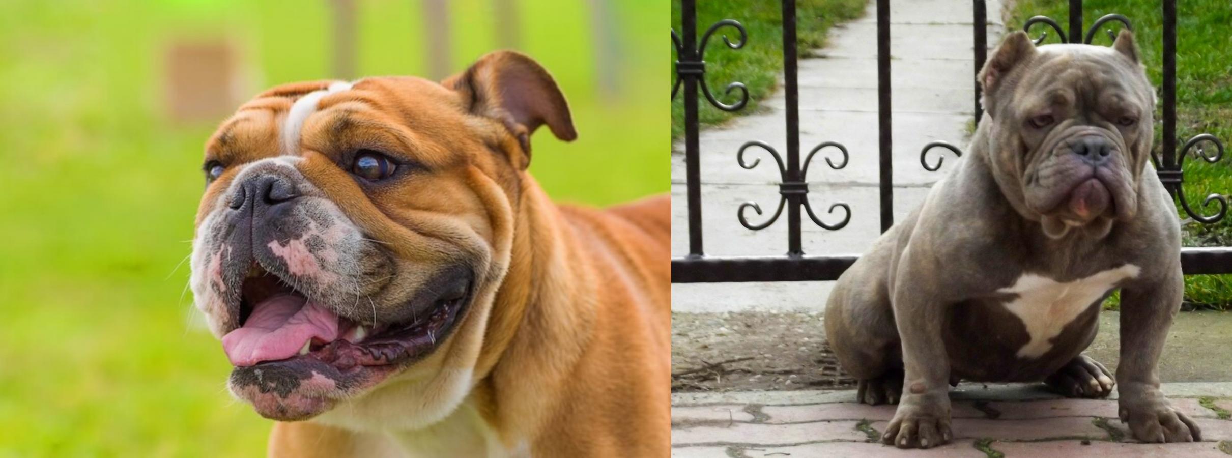 Miniature English Bulldog Vs American Bully Breed Comparison