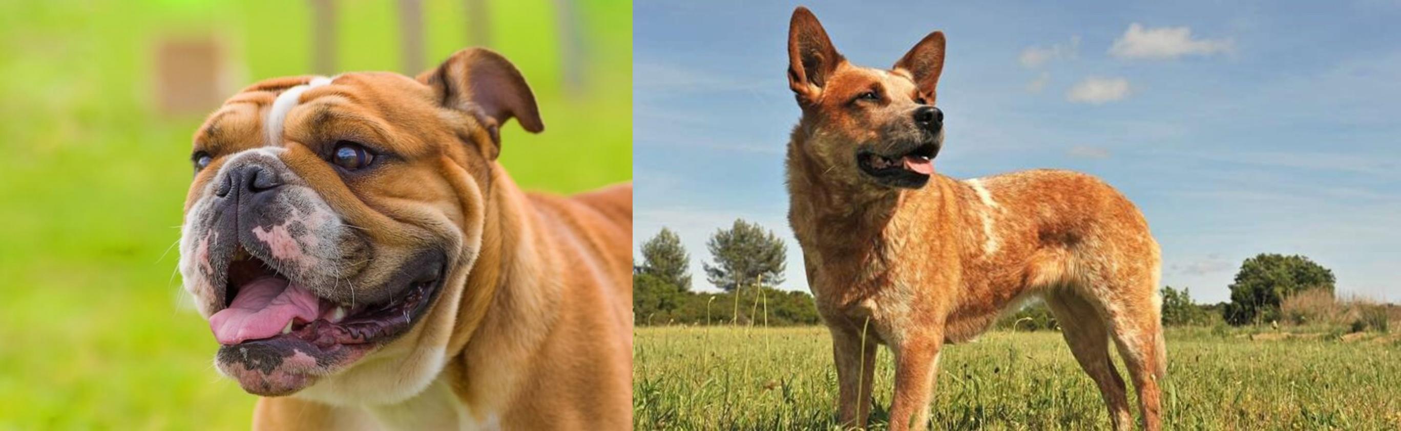 english bulldog red heeler mix