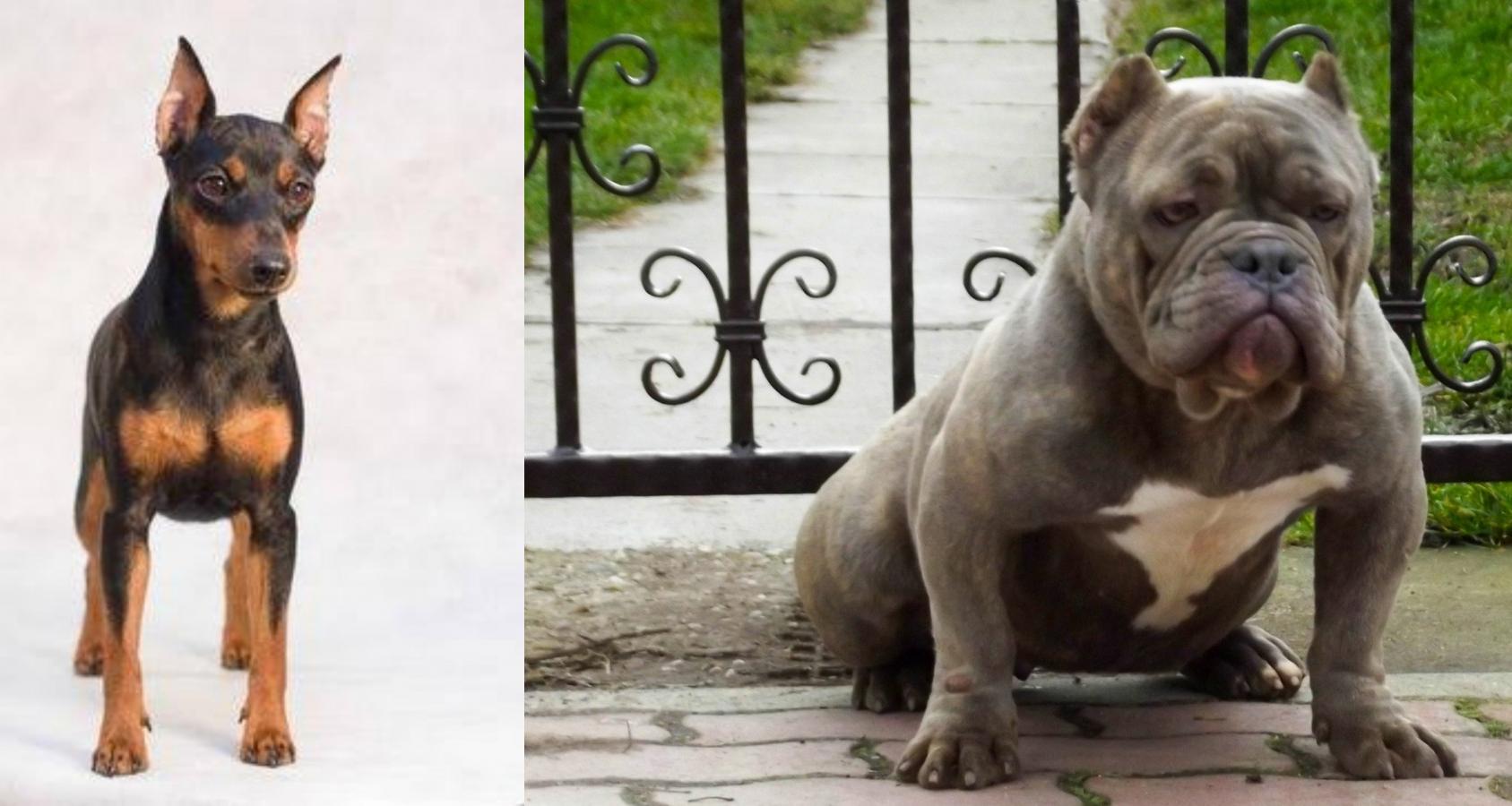 american bully cross breed