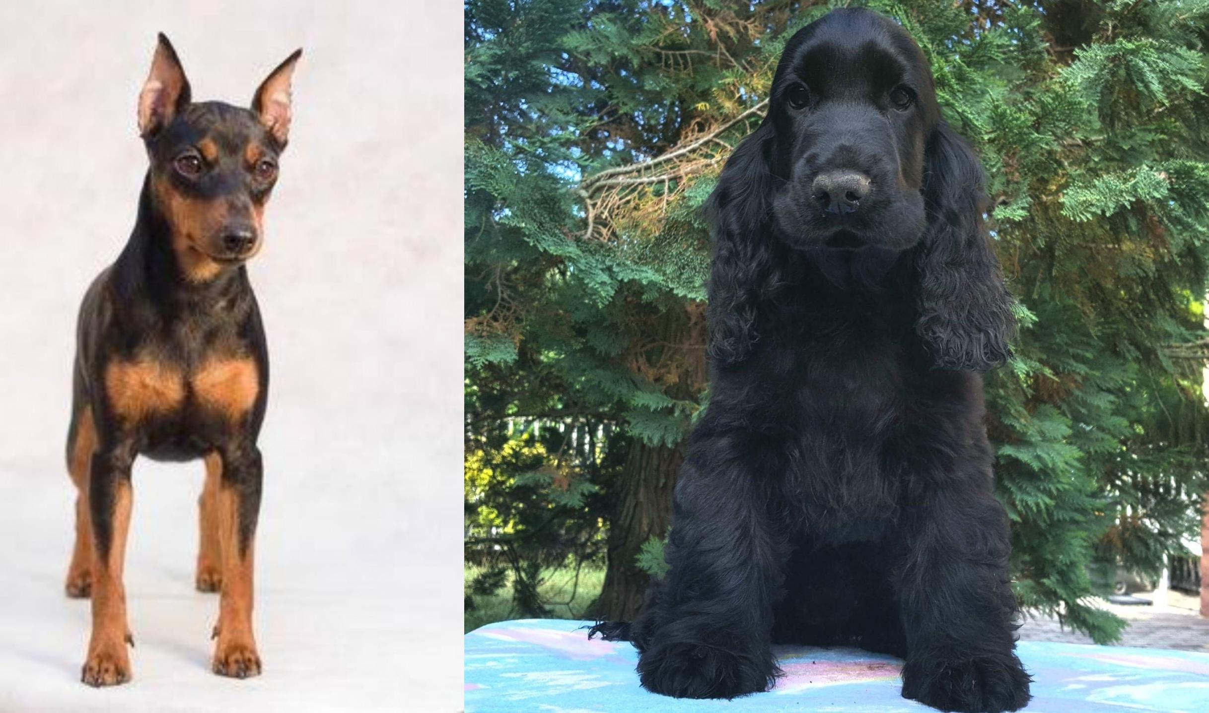 Miniature Pinscher vs American Cocker Spaniel Breed Comparison