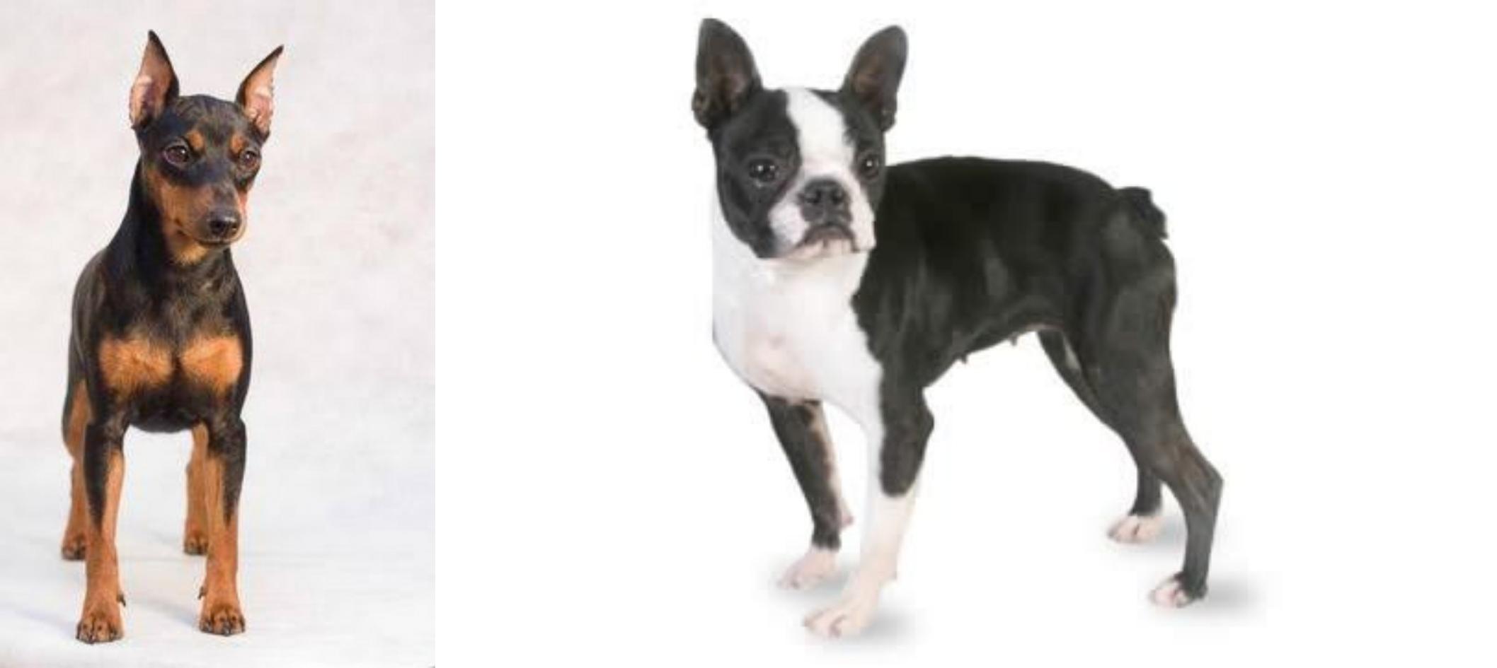 Miniature Pinscher vs Boston Terrier Breed Comparison