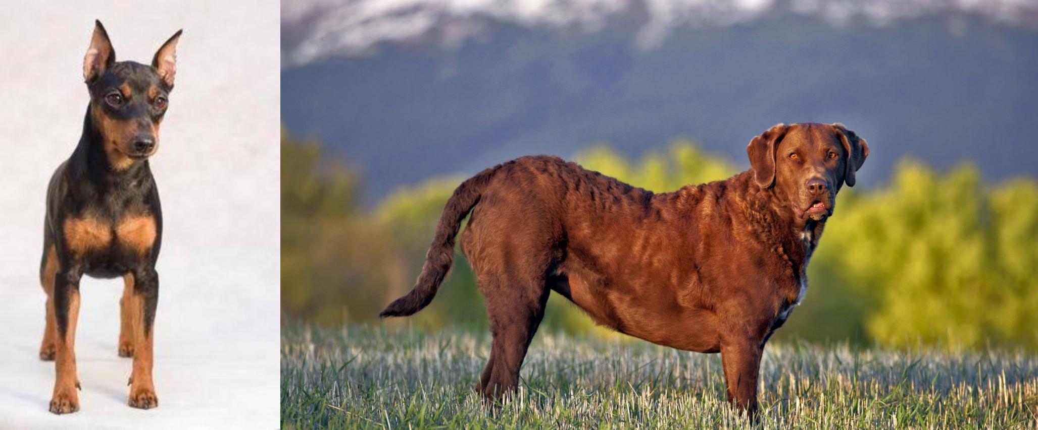 miniature chesapeake bay retriever