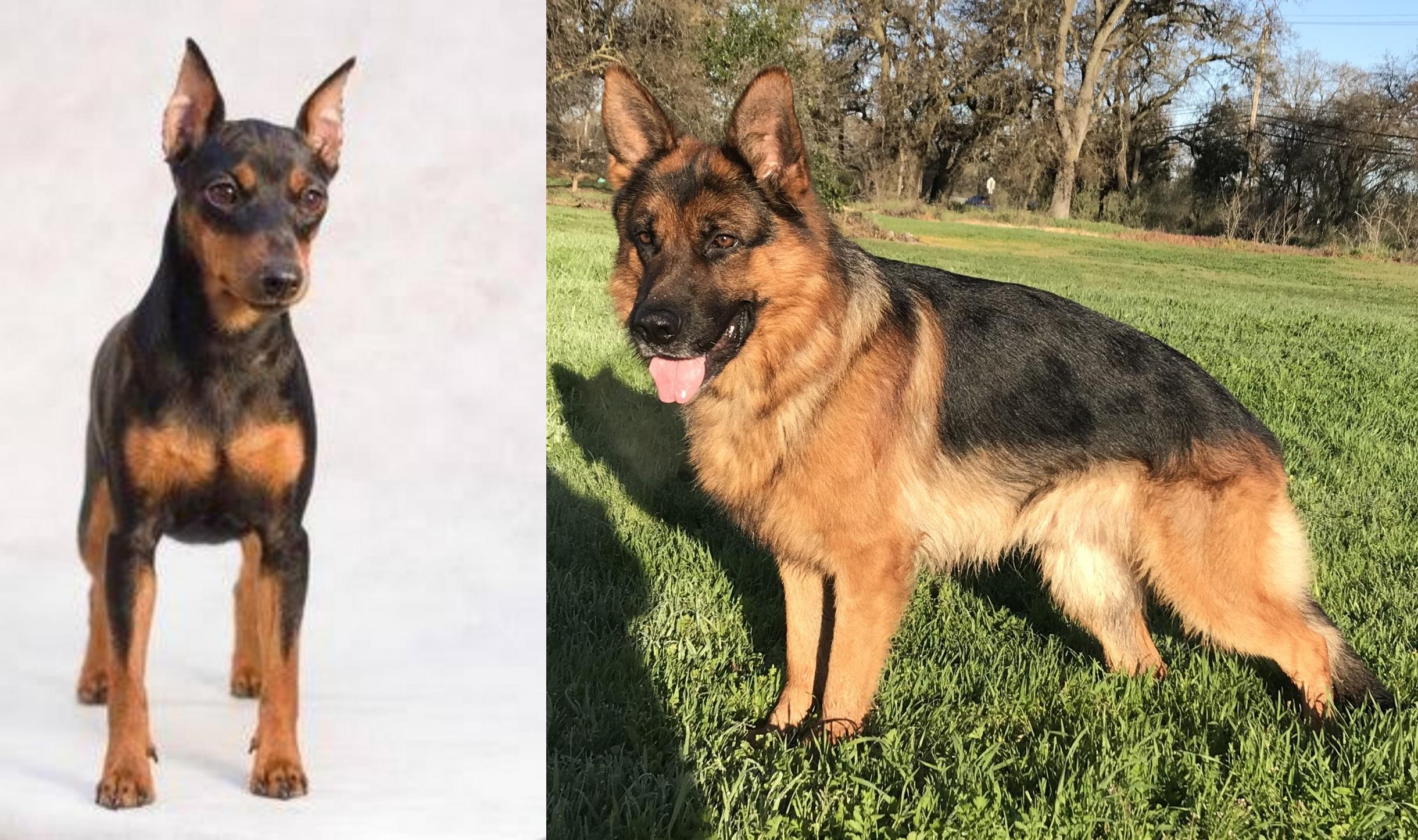 mini german shepherd breed