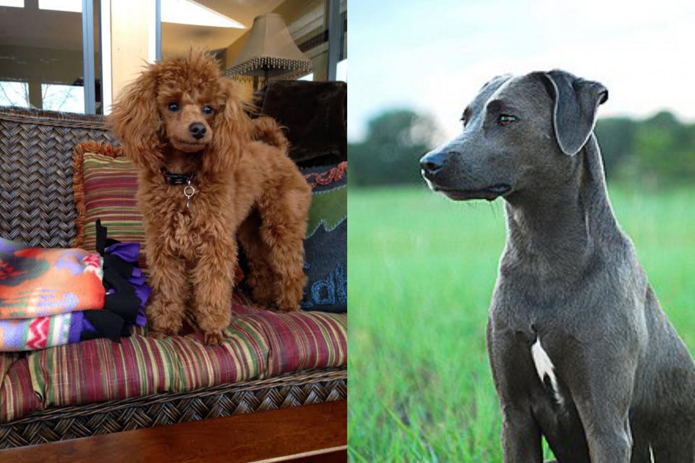 blue lacy lifespan