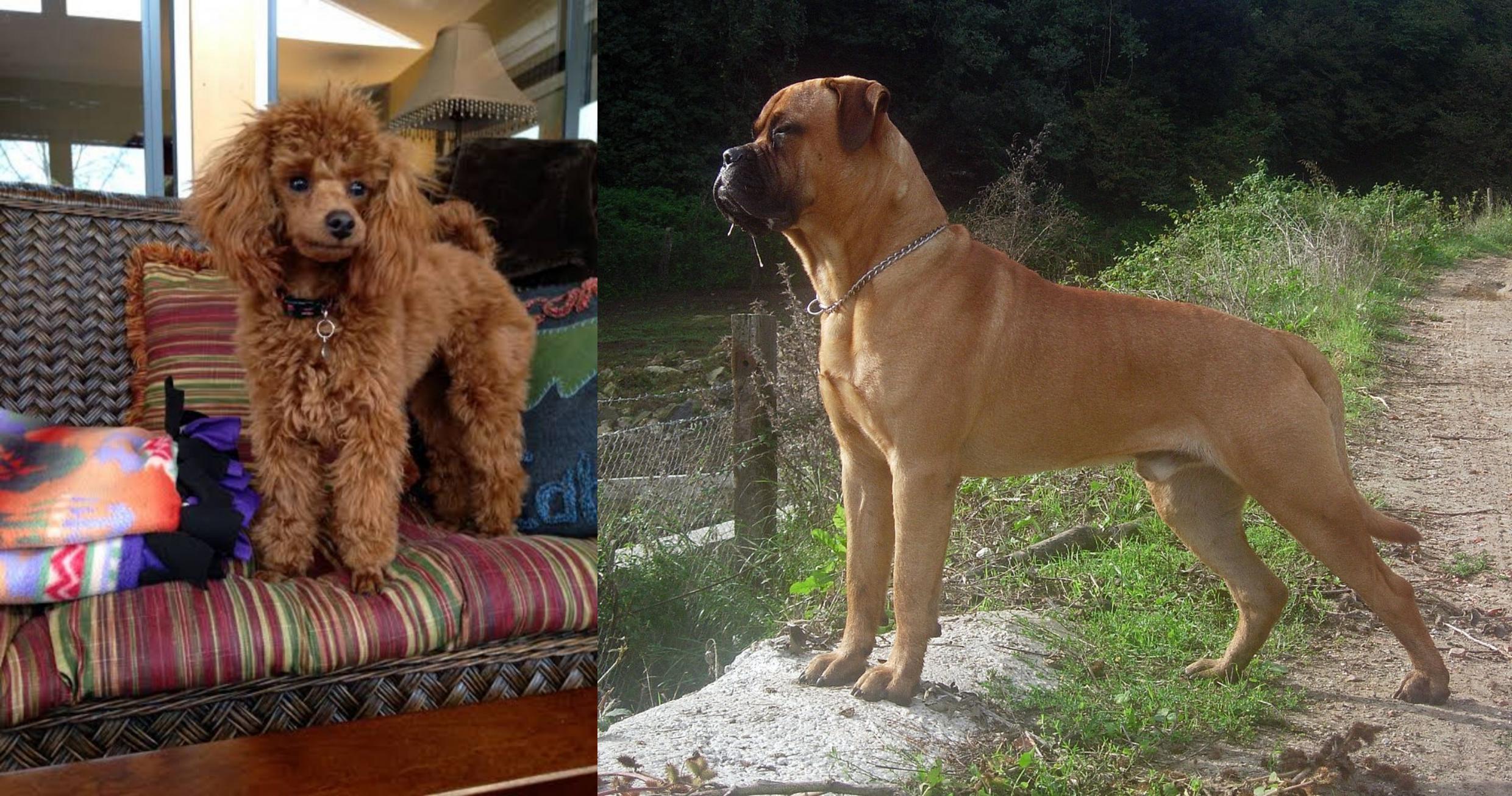 bullmastiff poodle