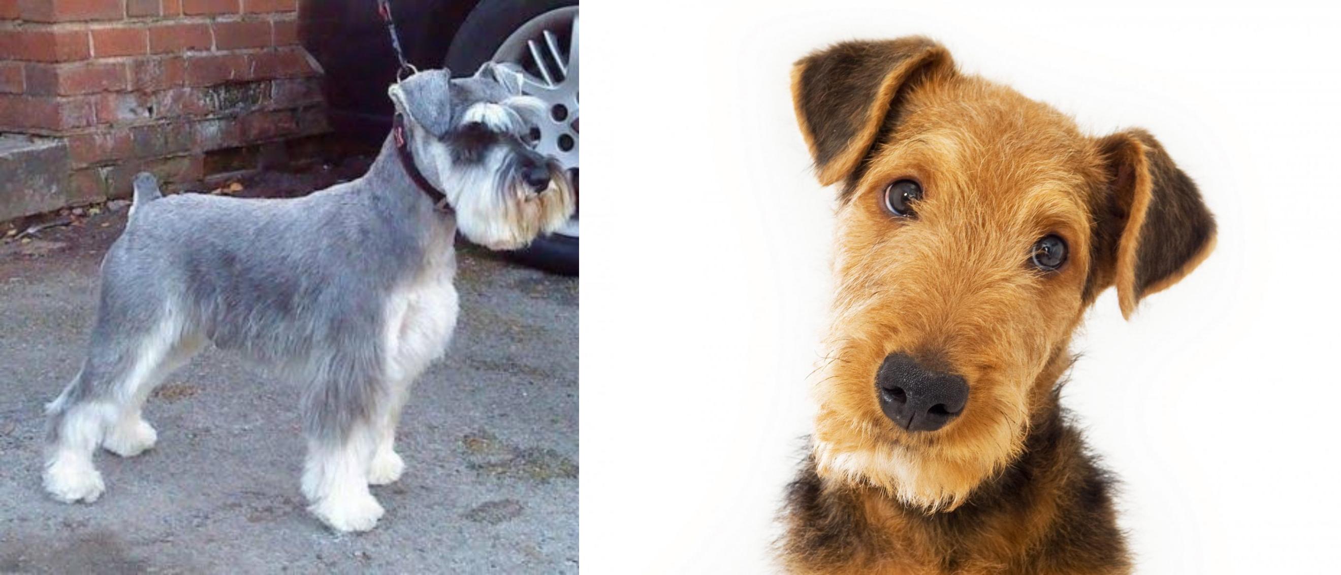 Miniature Schnauzer Vs Airedale Terrier Breed Comparison