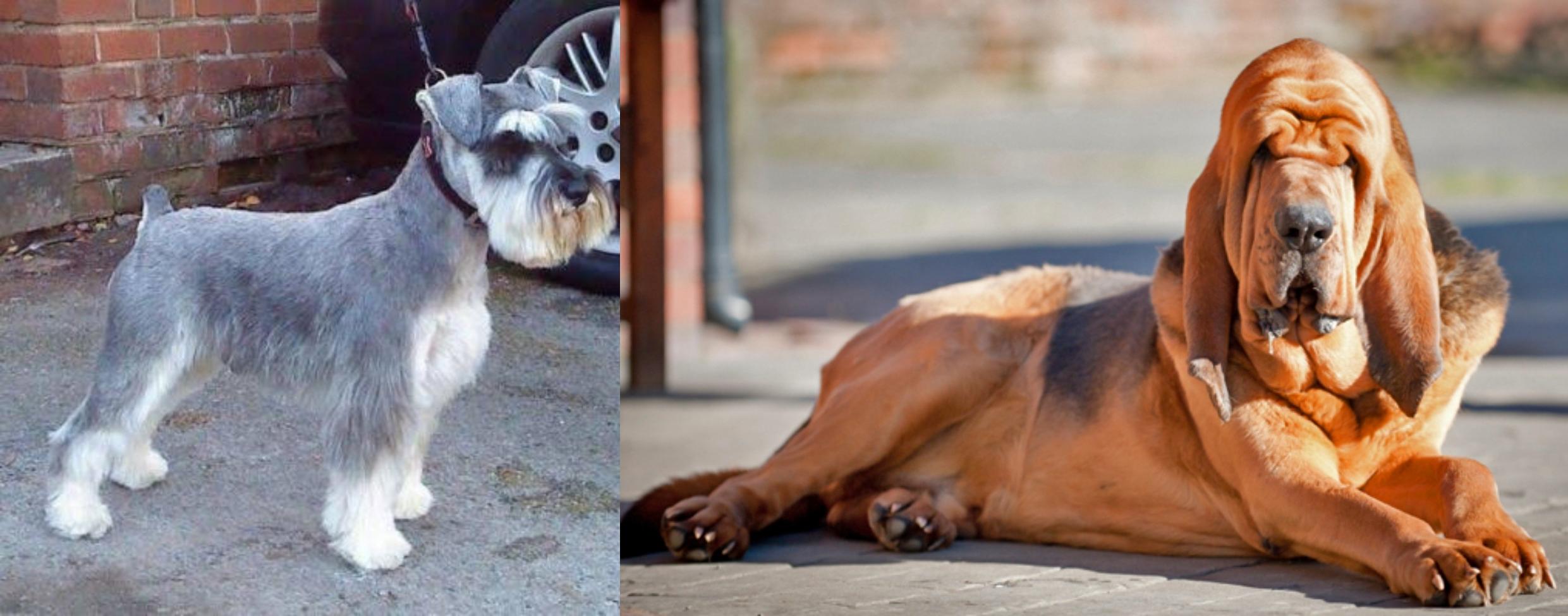 miniature bloodhound