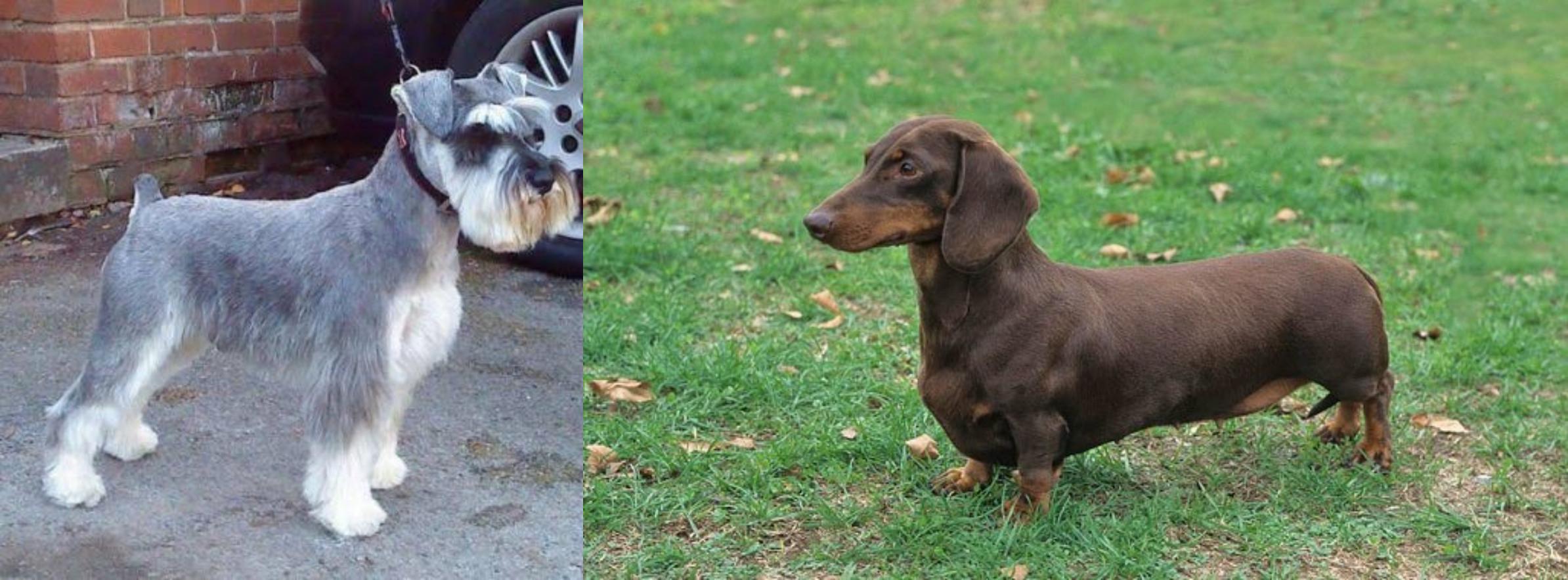 miniature schnauzer dachshund