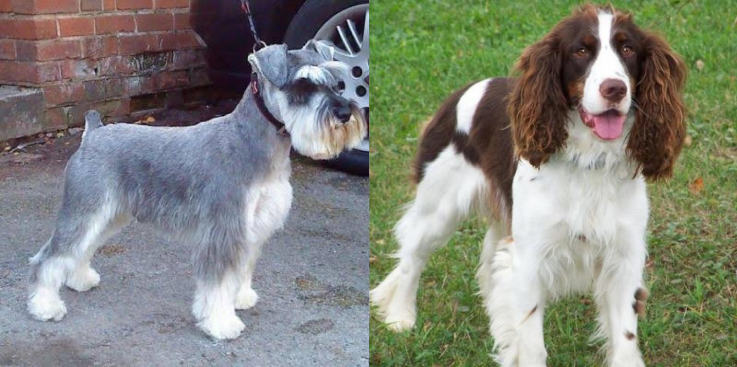 english springer poodle mix