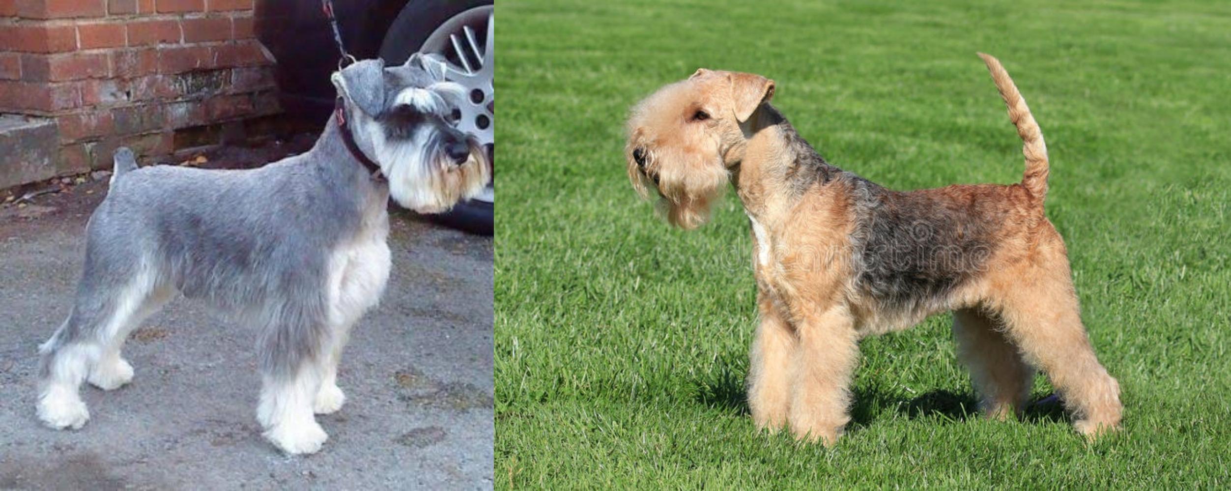 Miniature Schnauzer Vs Lakeland Terrier Breed Comparison
