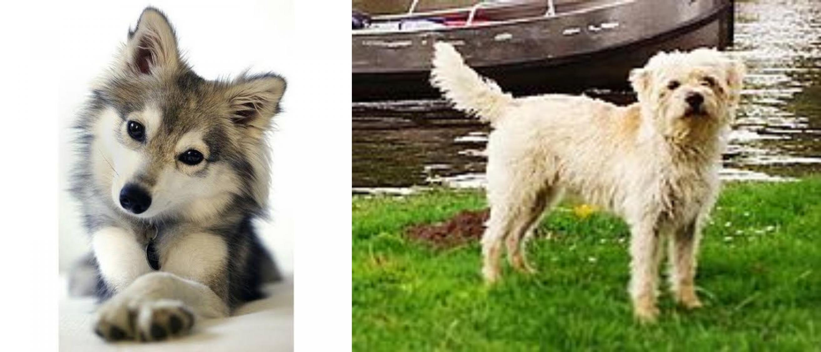 Miniature Siberian Husky Vs Dutch Smoushond Breed Comparison