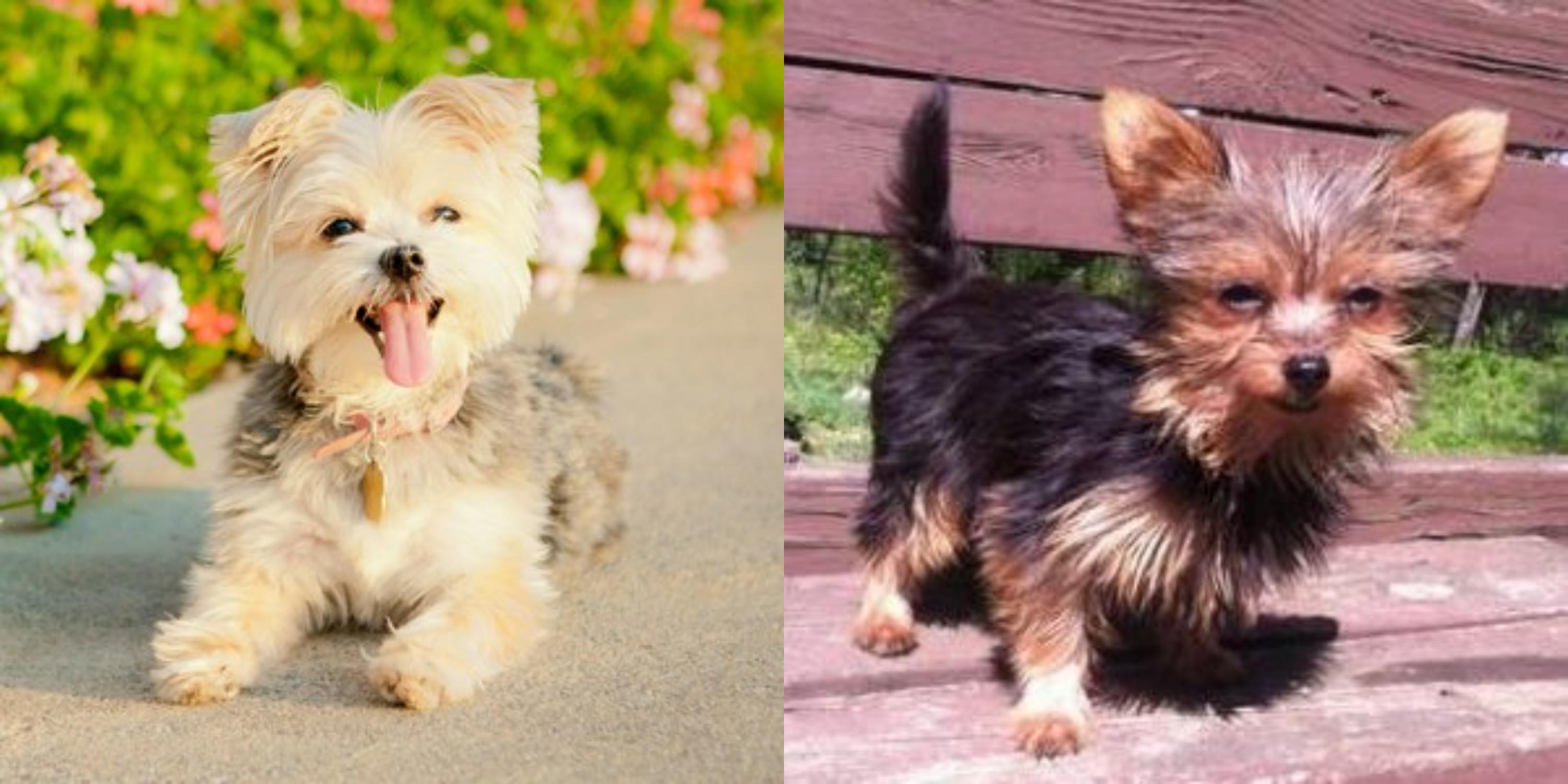 morkie yorkie chihuahua poodle