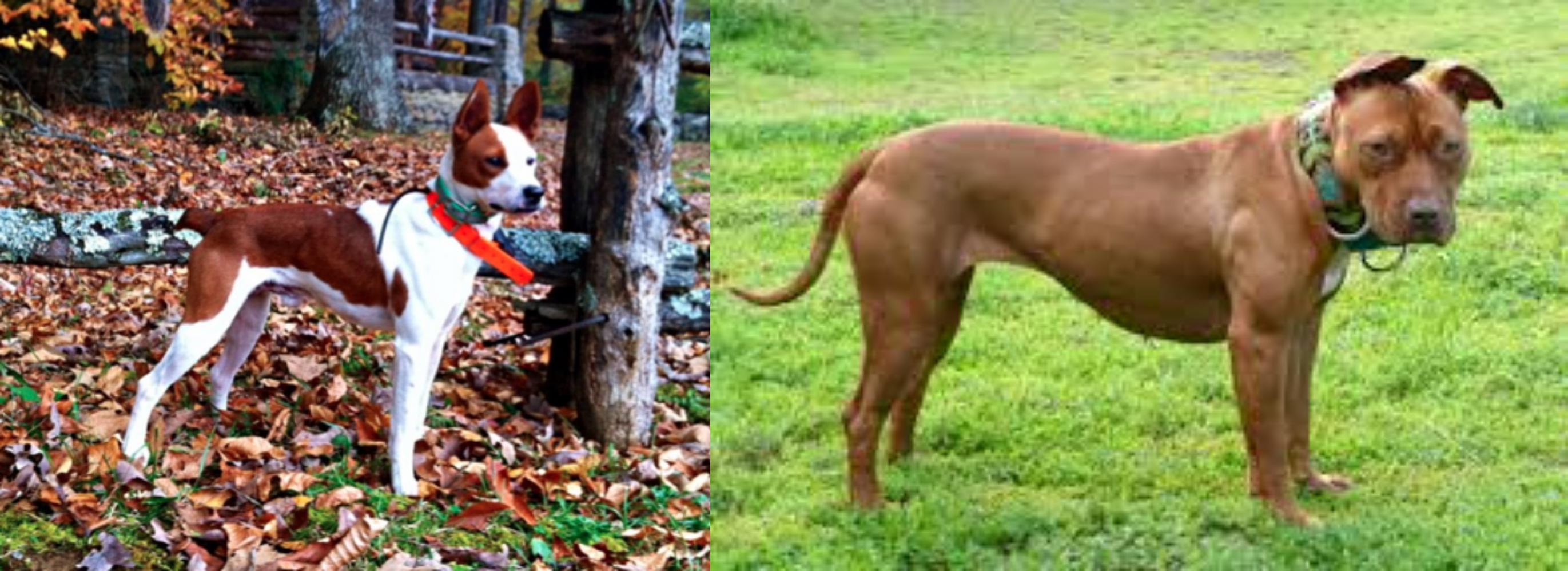 Mountain Feist Vs American Pit Bull Terrier Breed Comparison