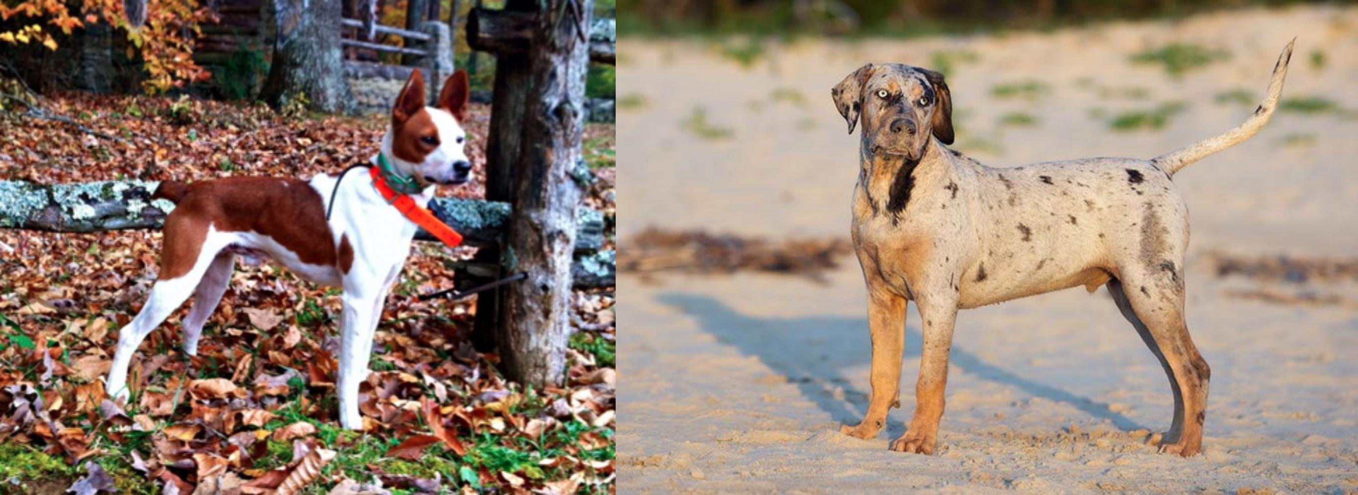 Mountain Feist vs Catahoula Cur - Breed 