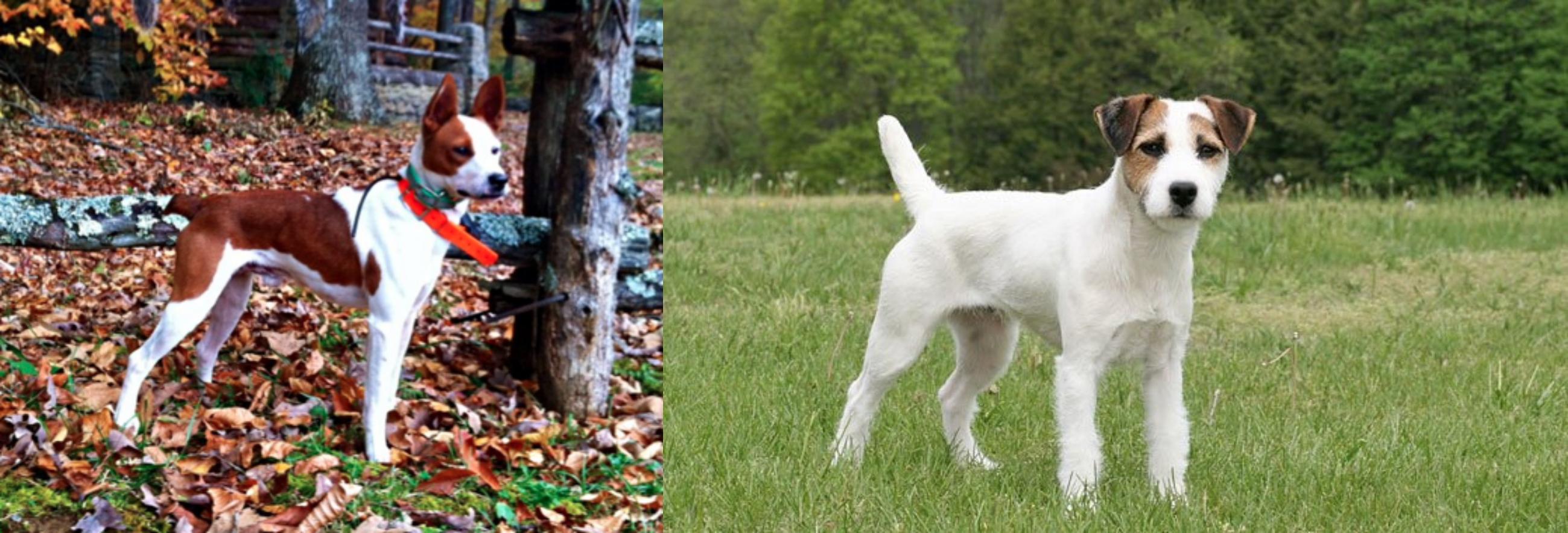 Mountain Feist Vs Jack Russell Terrier Breed Comparison