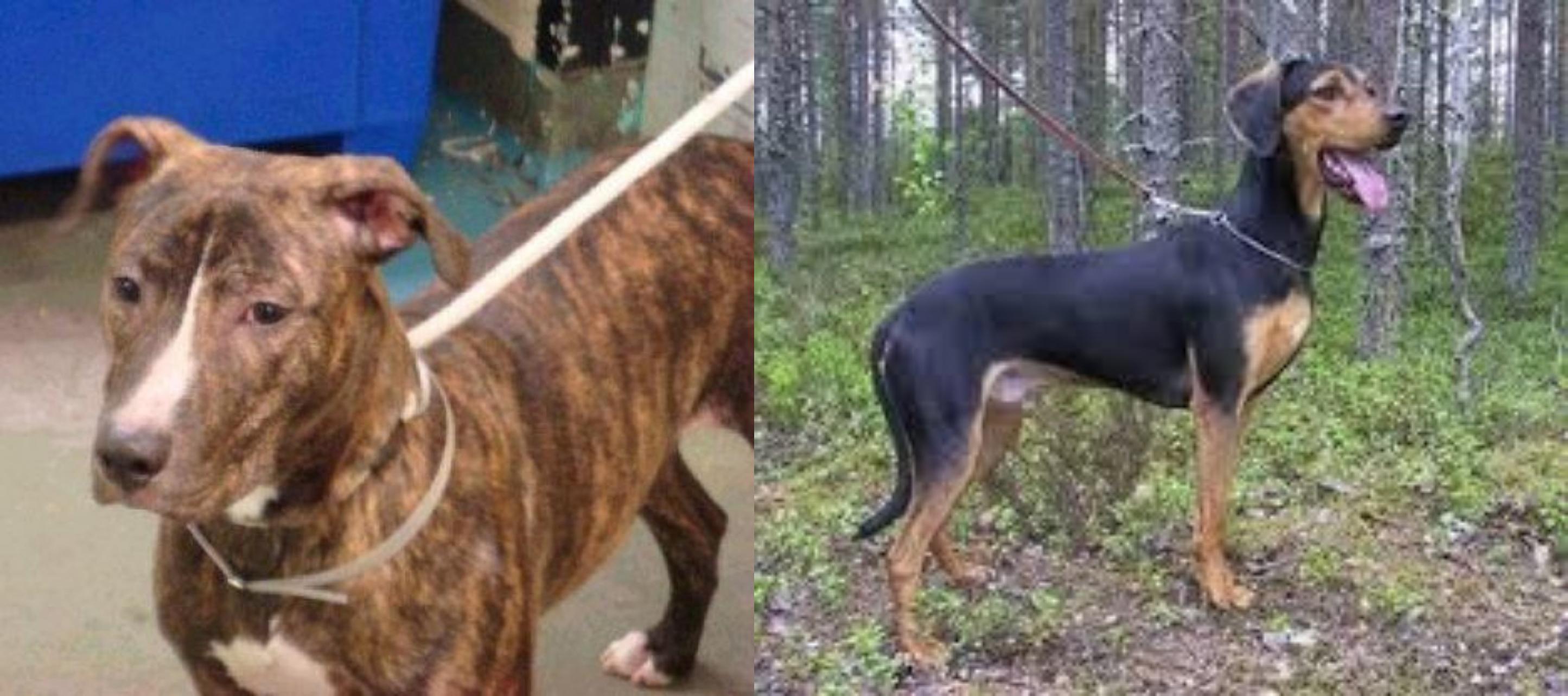 Mountain View Cur Vs Greek Harehound Breed Comparison