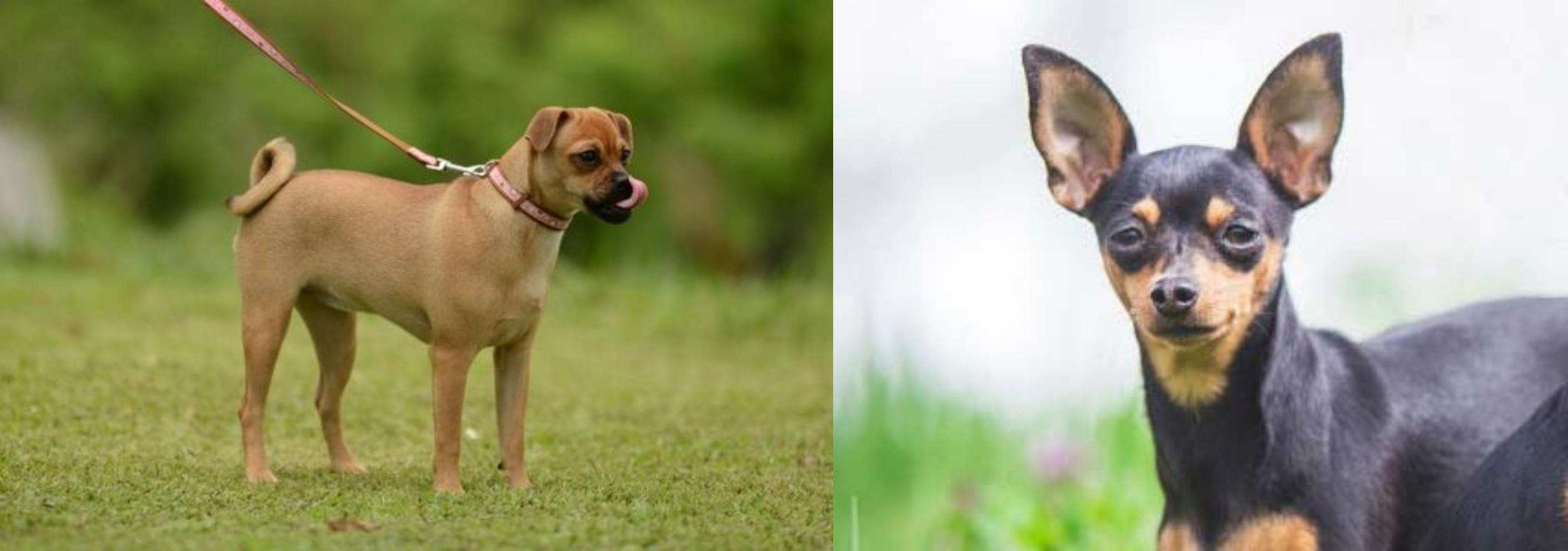 Muggin Vs Prazsky Krysarik Breed Comparison Mydogbreeds