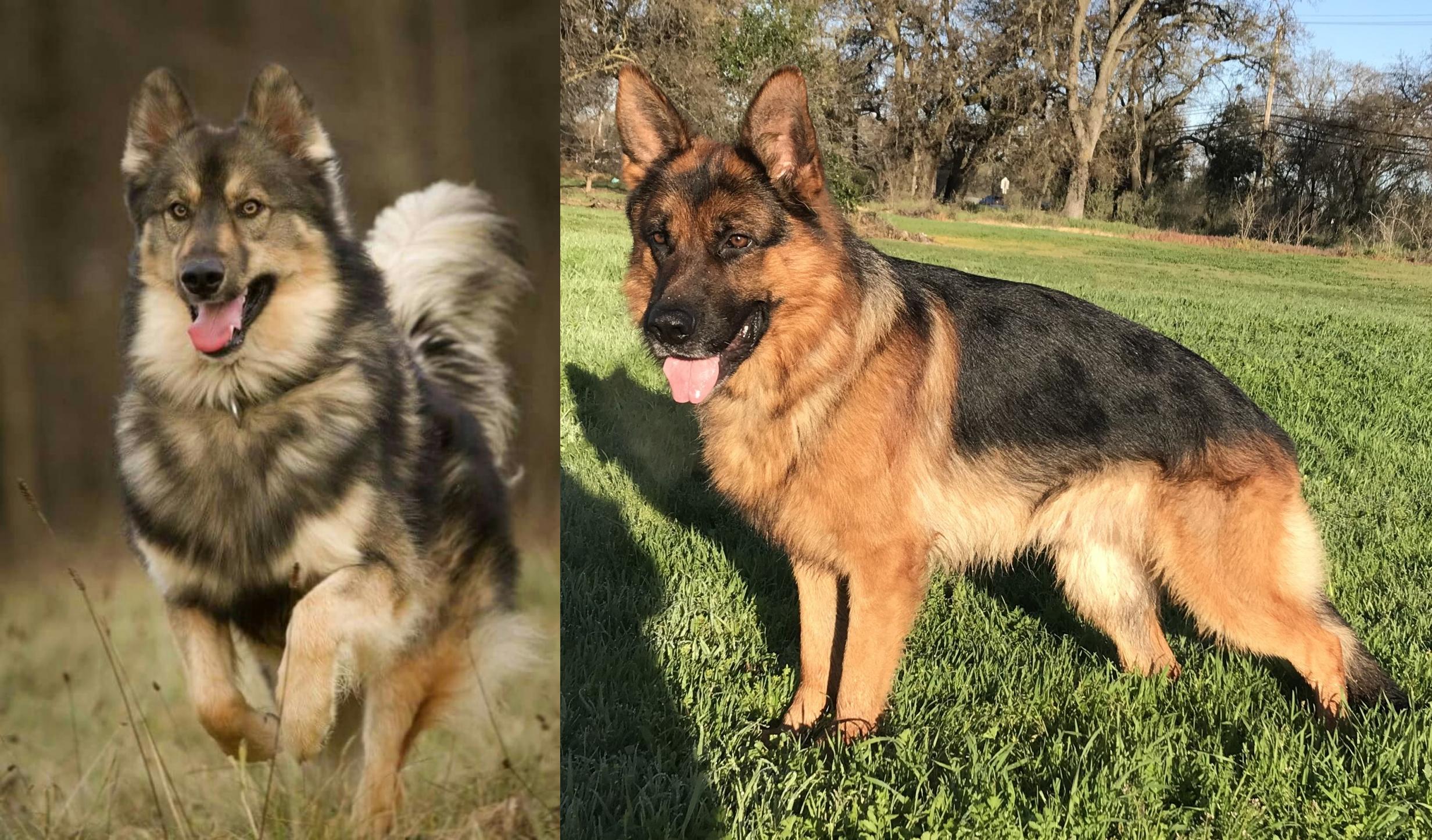 Native American Indian Dog vs German Shepherd - Breed Comparison