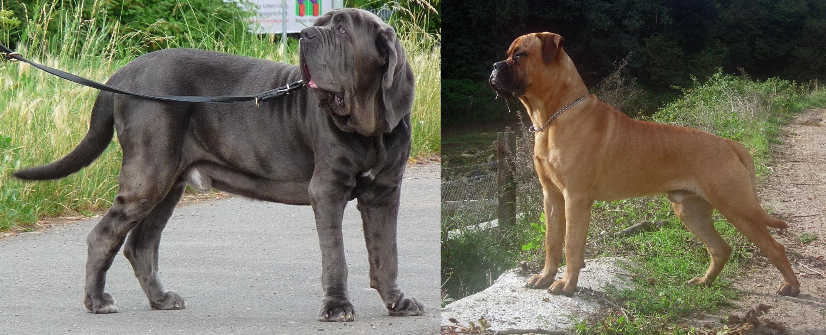 neapolitan mastiff photos