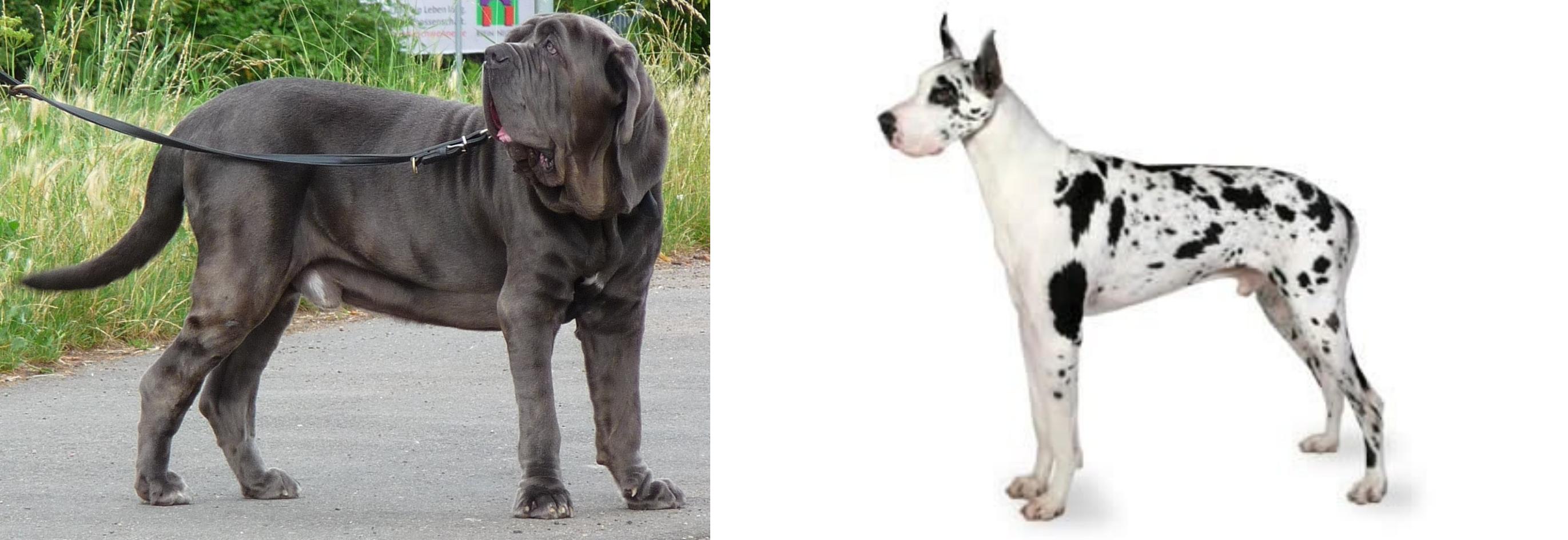 Neapolitan Mastiff vs Great Dane Breed Comparison