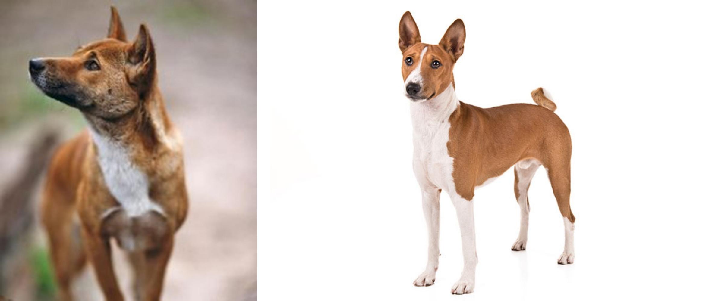 New Guinea Singing Dog Vs Basenji Breed Comparison