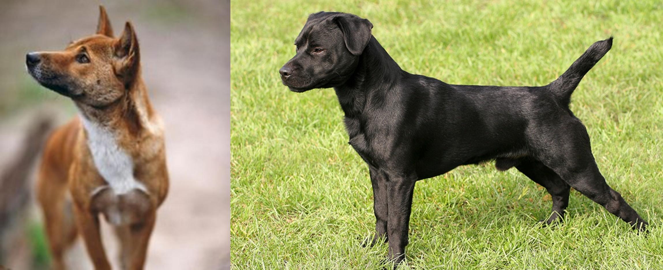 New Guinea Singing Dog Vs Patterdale Terrier Breed Comparison