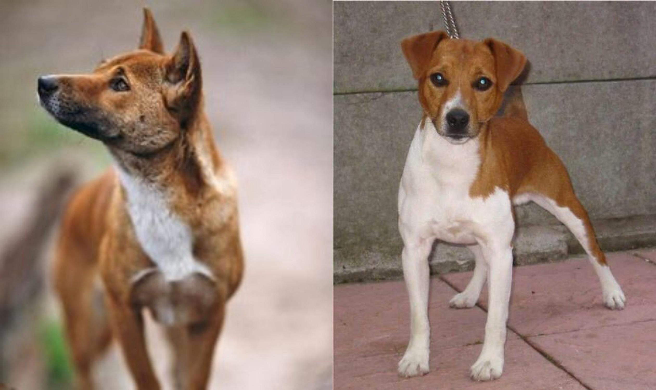 New Guinea Singing Dog Vs Plummer Terrier Breed Comparison