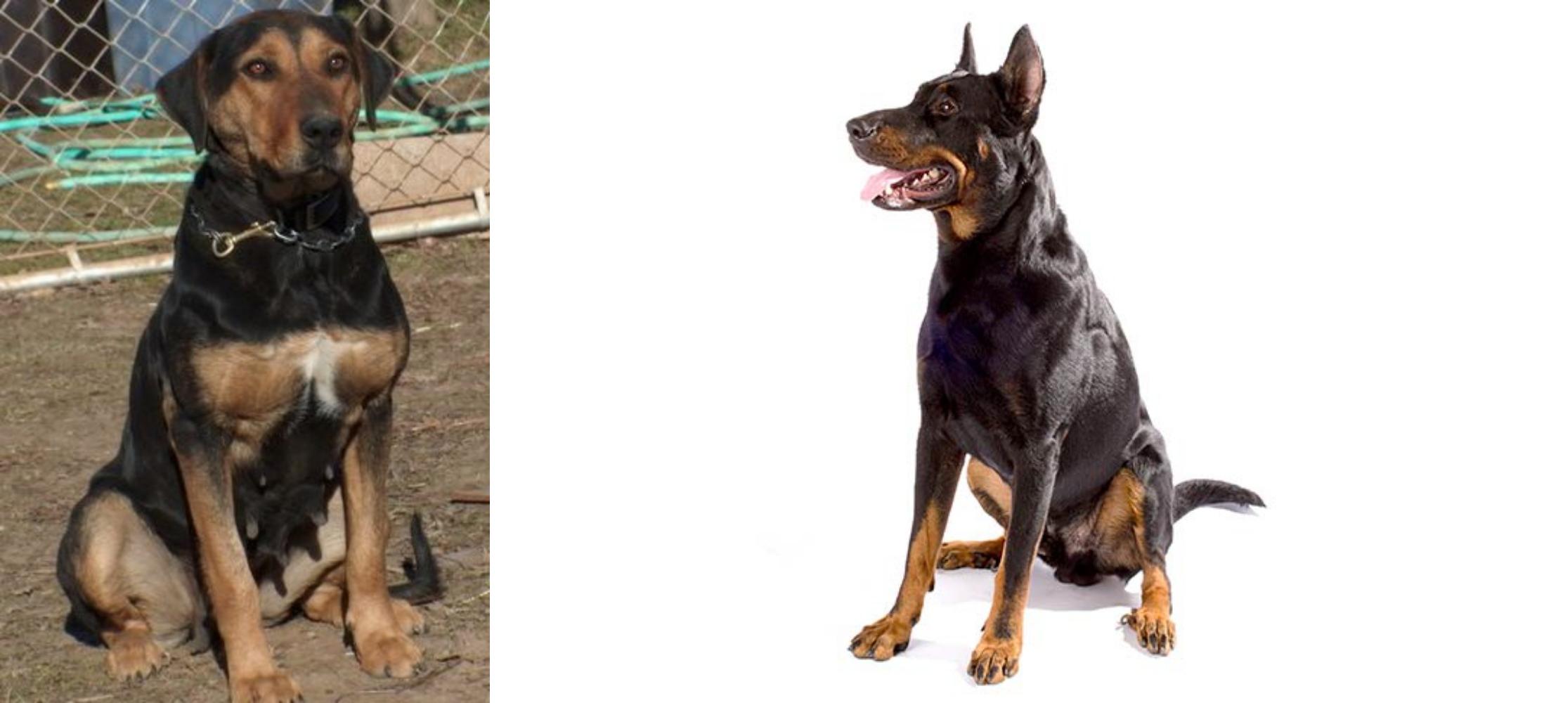 beauceron lifespan