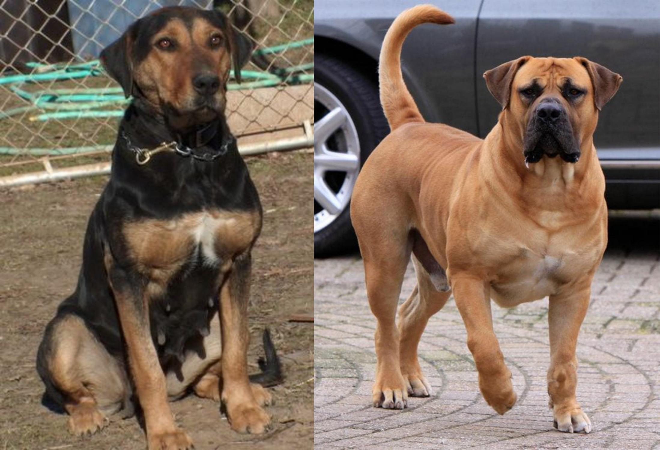 black african mastiff