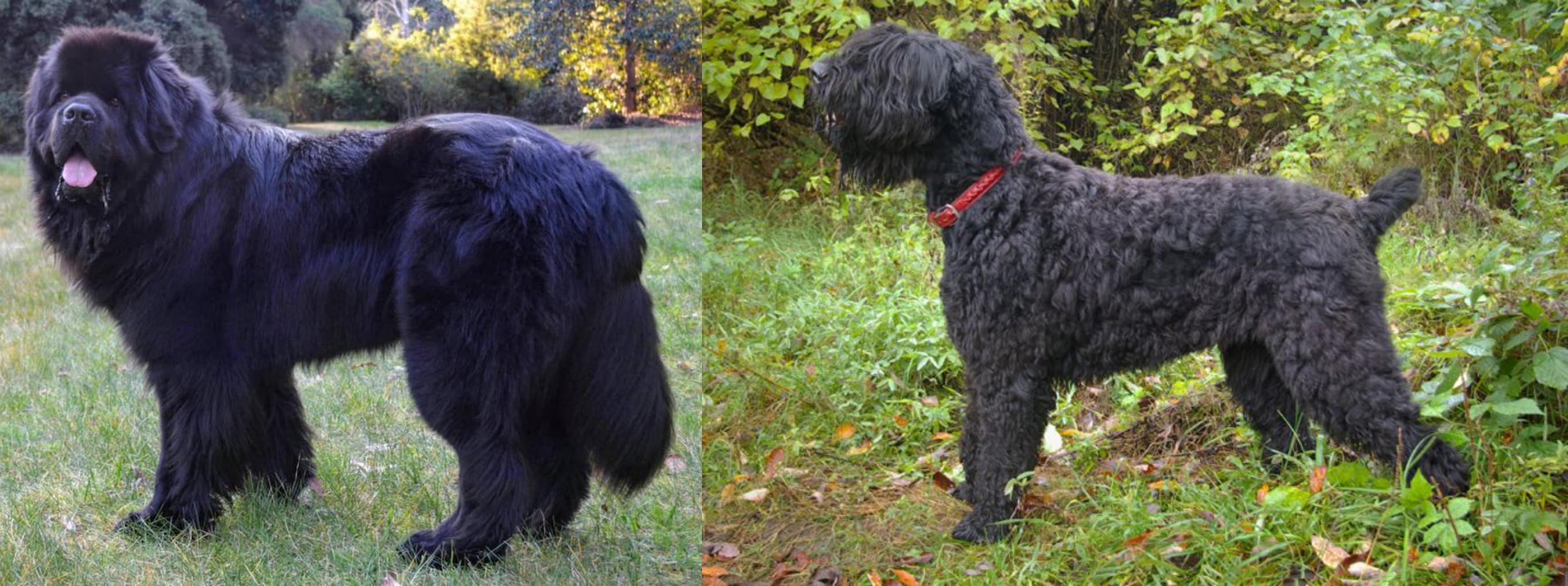 giant black russian terrier