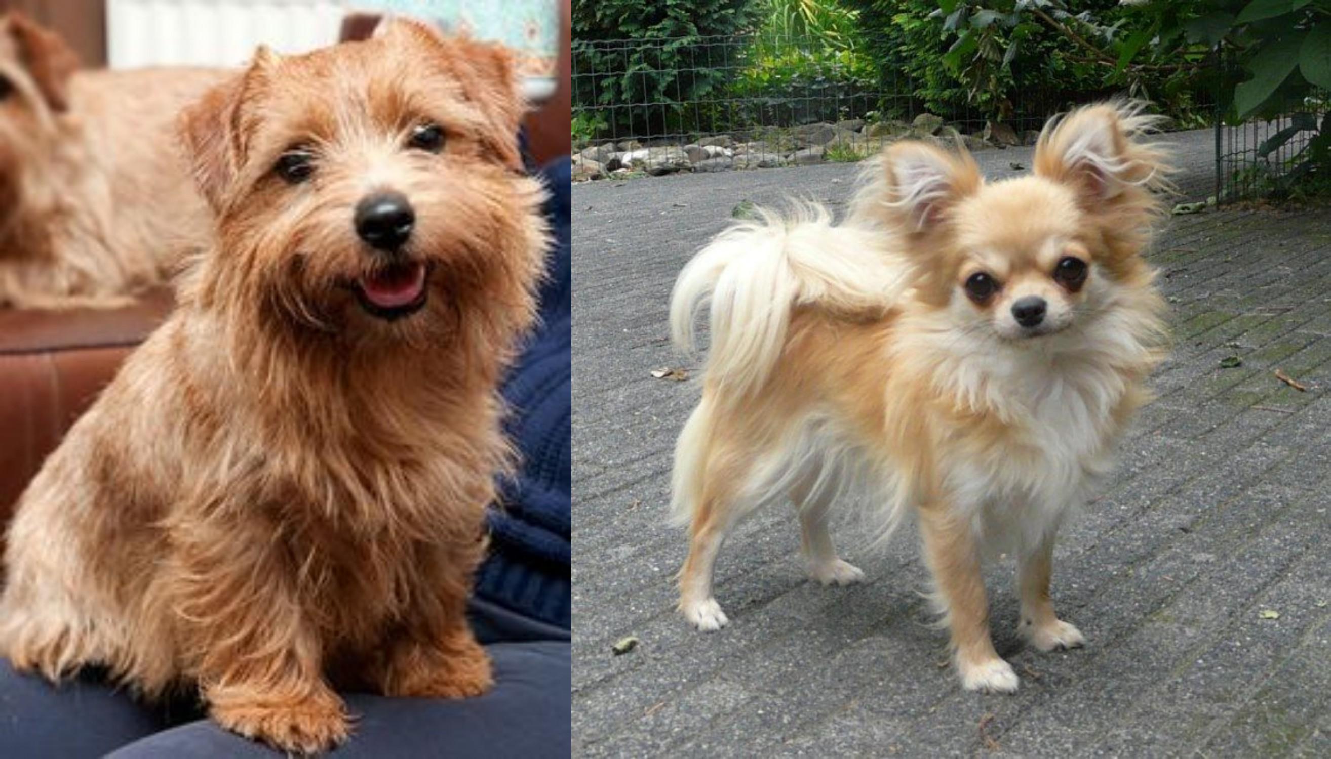 norfolk terrier and chihuahua mix