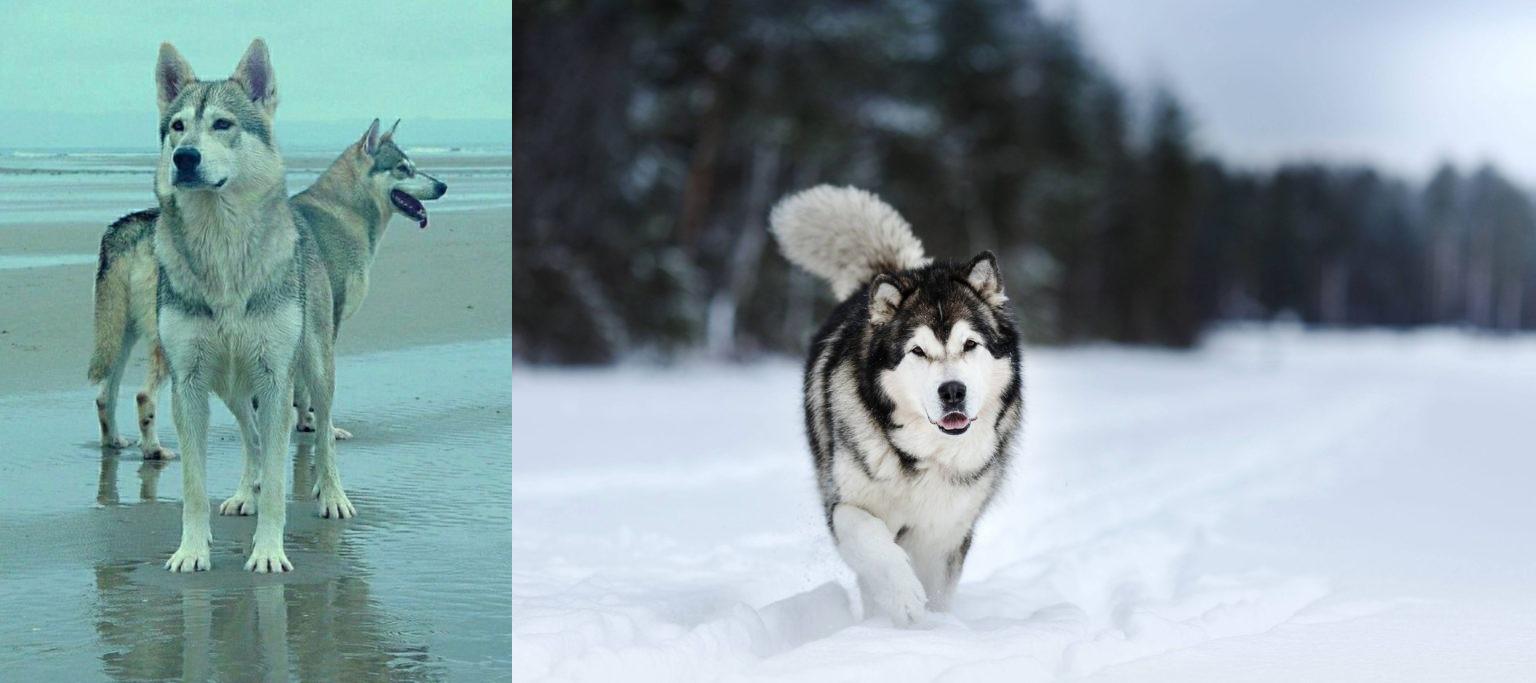 Northern Inuit Dog Vs Siberian Husky Breed Comparison