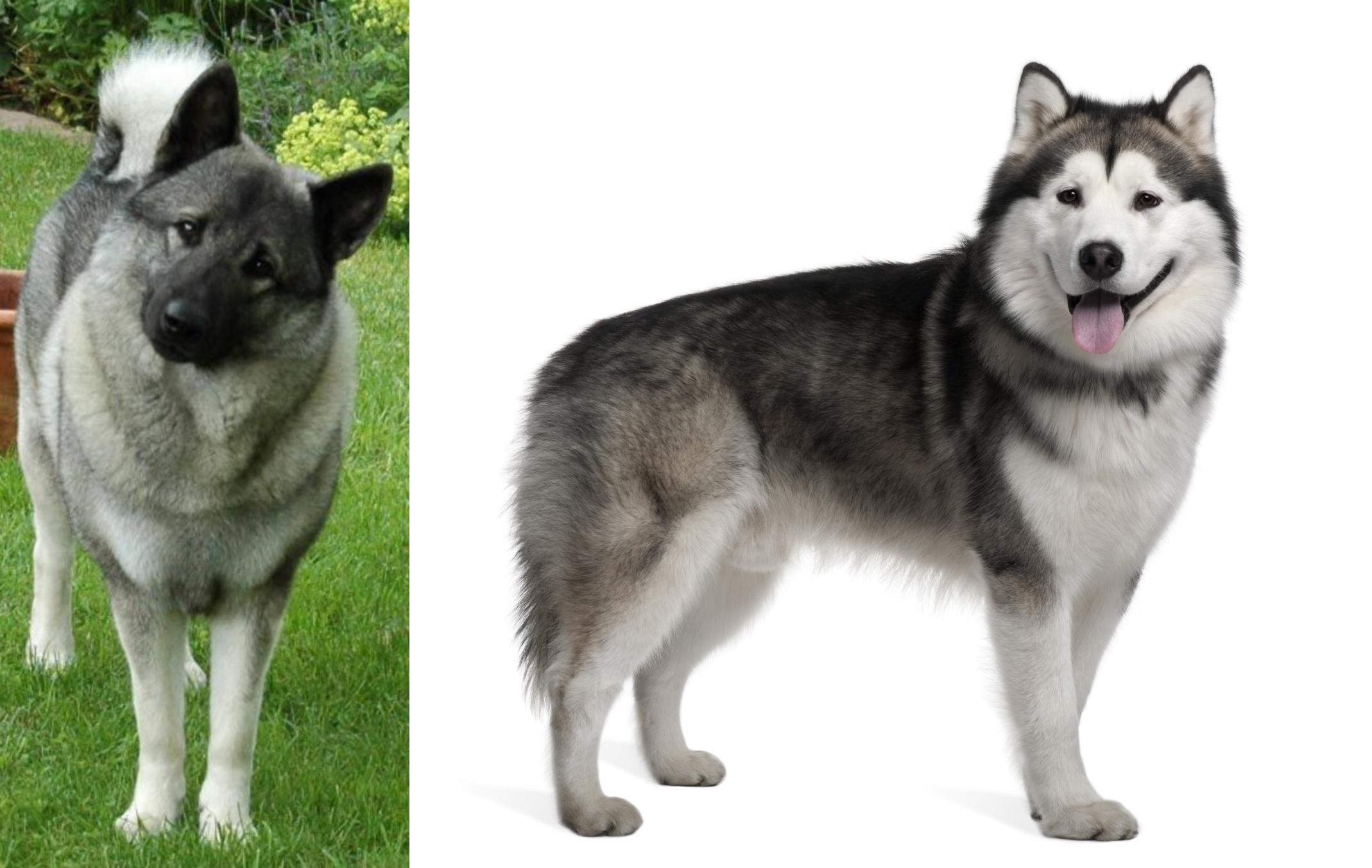 Norwegian Elkhound Vs Alaskan Malamute Breed Comparison