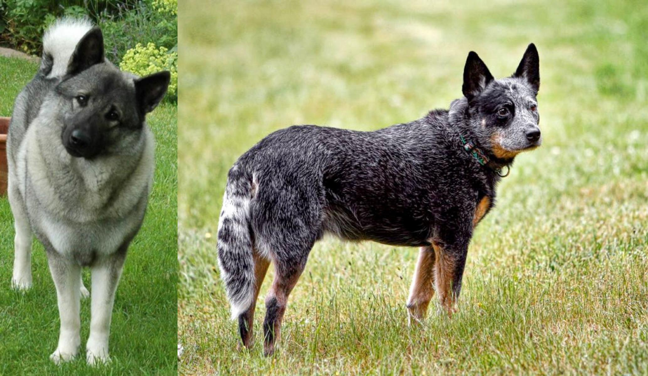 Norwegian Elkhound Vs Austrailian Blue Heeler Breed Comparison