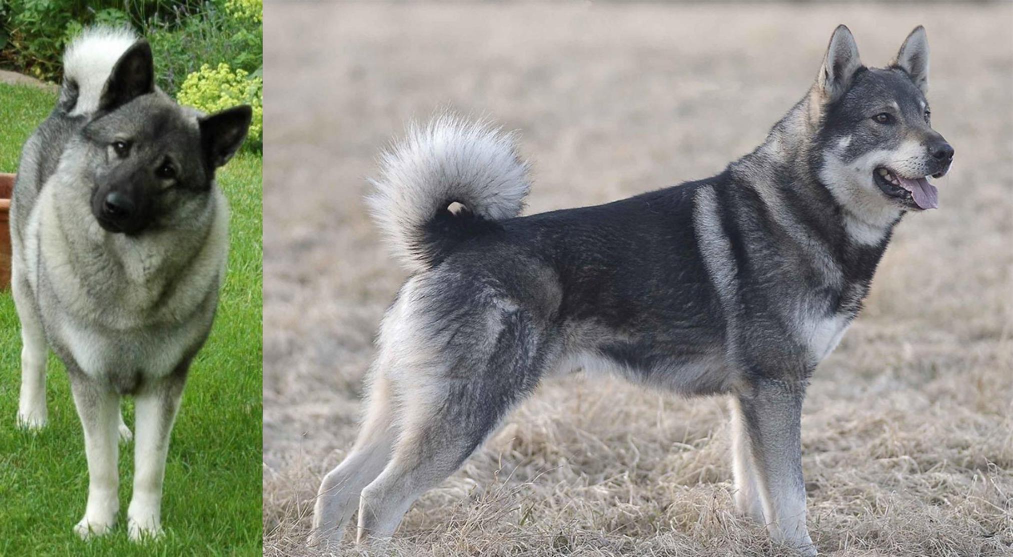 Norwegian Elkhound Vs Jamthund Breed Comparison