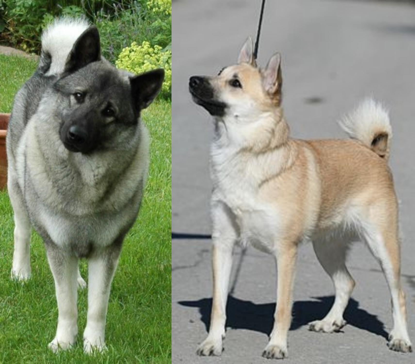 norwegian elkhound similar breeds