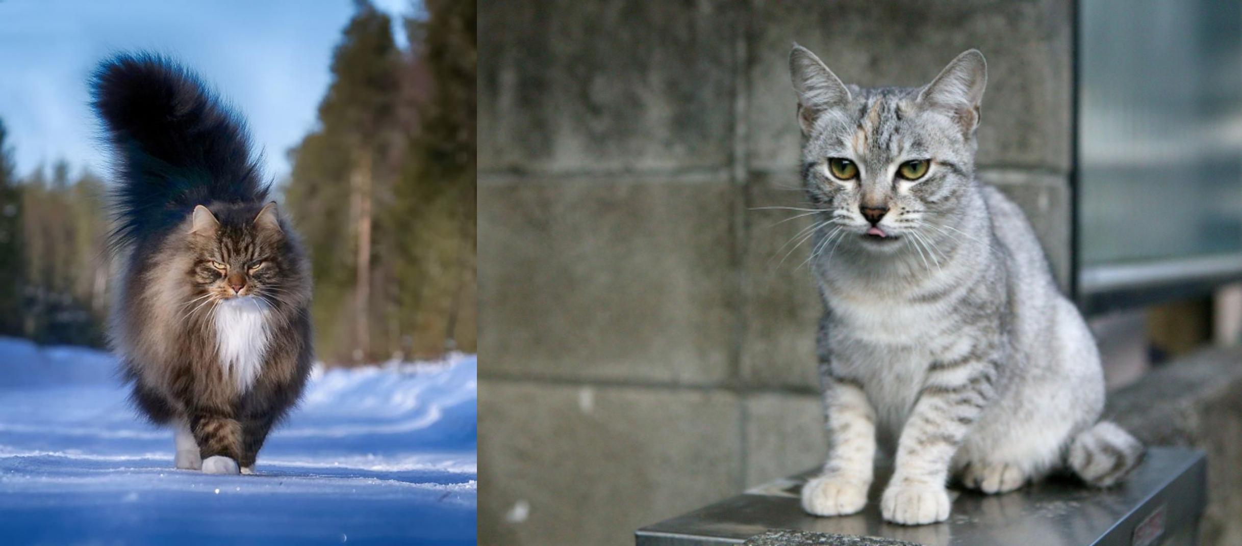 Norwegian Forest Cat vs Australian Mist Breed Comparison
