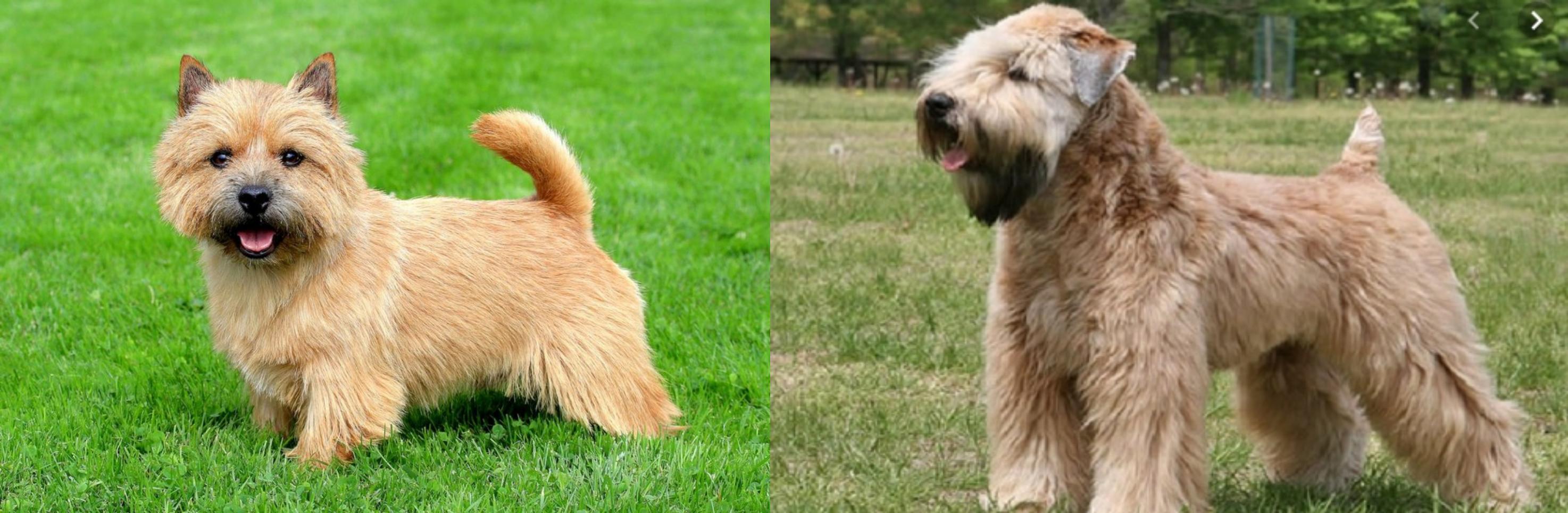 Wheaten Terrier vs Norwich Terrier Breed Comparison