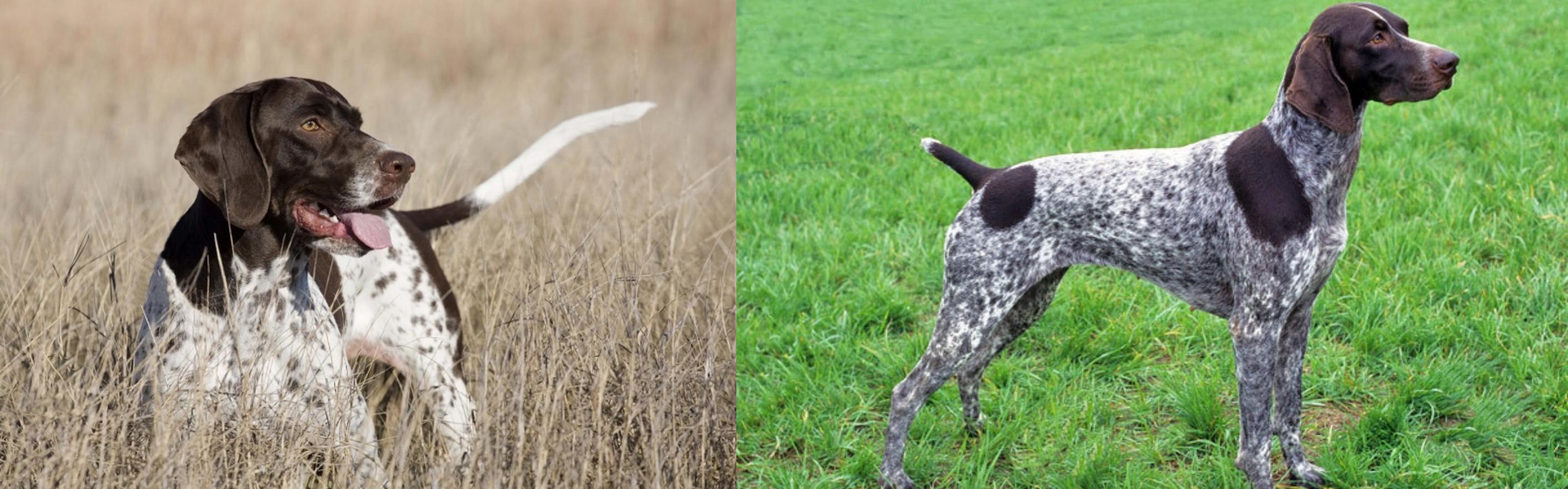Old Danish Pointer Vs German Shorthaired Pointer Breed Comparison