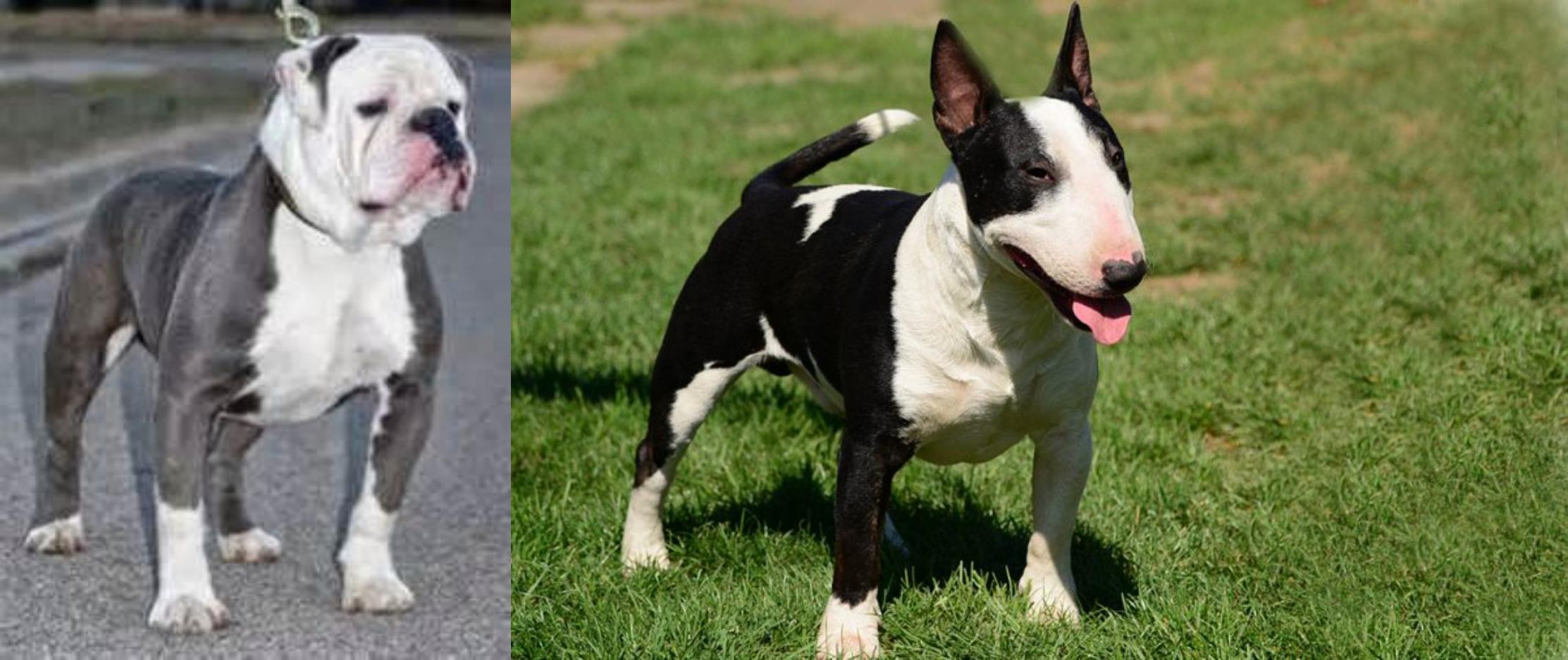 Old English Bulldog Vs Bull Terrier Miniature Breed Comparison