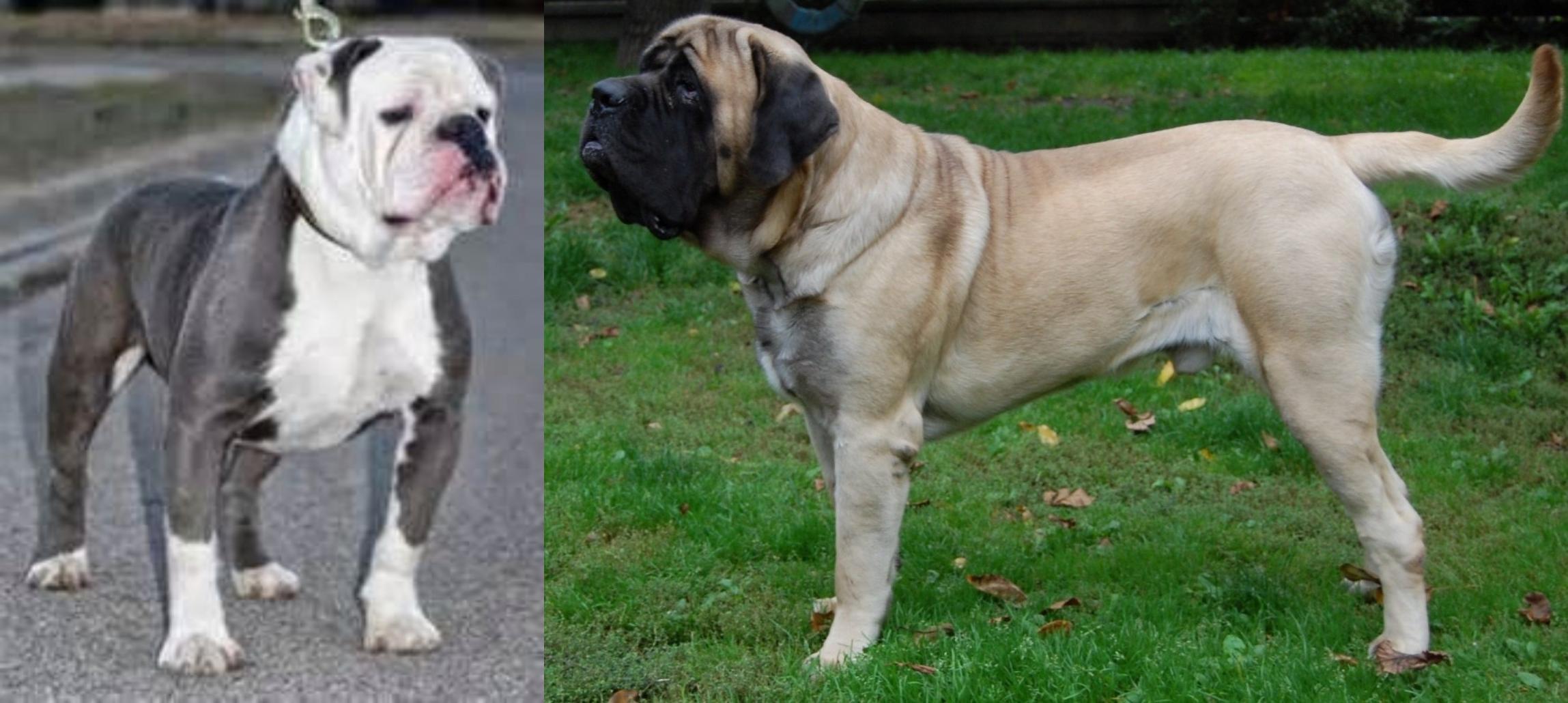 bulldog mastiff